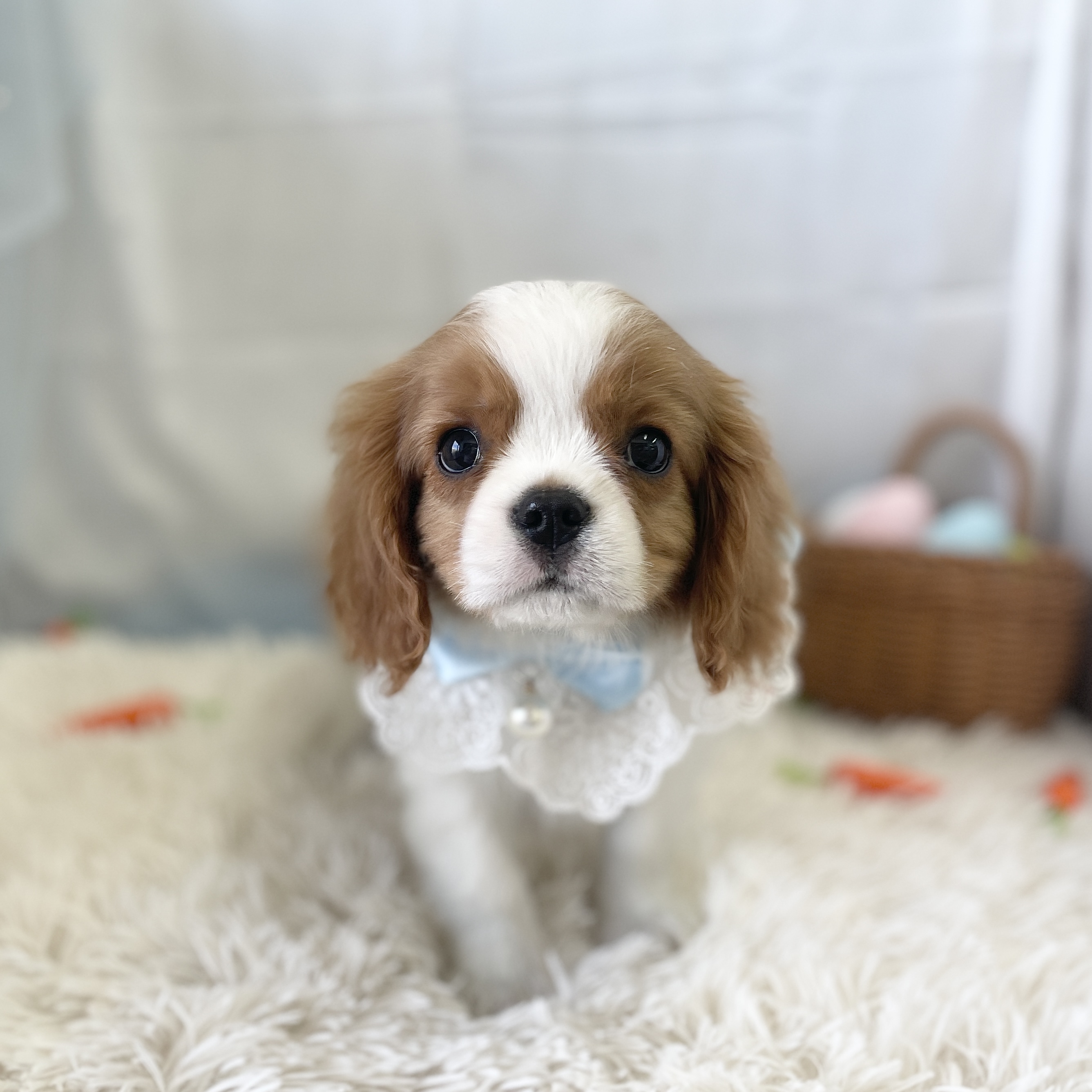 愛知県のキャバリアキングチャールズスパニエル (ファミリーペット 豊明店/2026年2月5日生まれ/男の子/ブレンハイム)の子犬の2枚目の画像