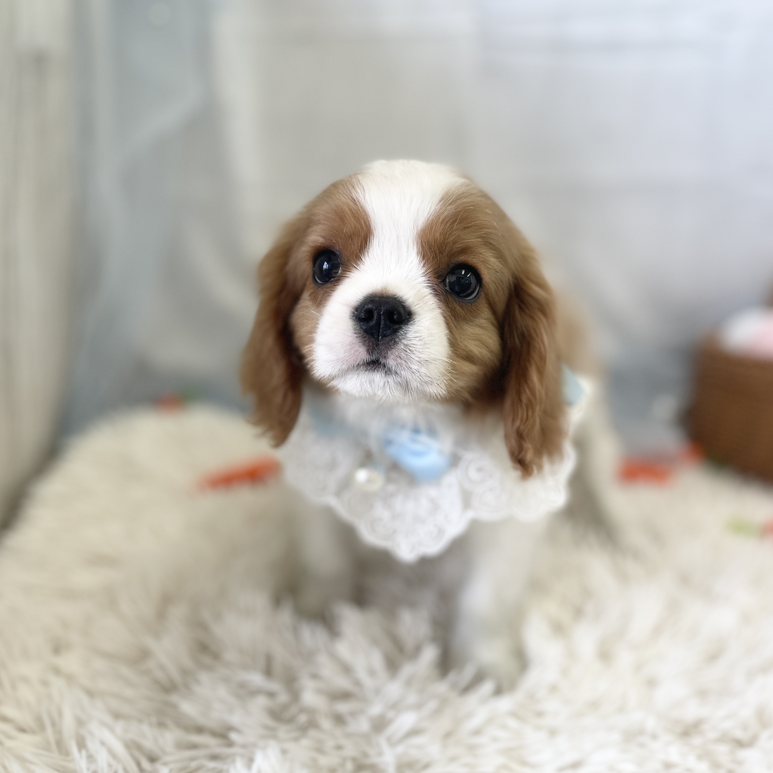 愛知県のキャバリアキングチャールズスパニエル (ファミリーペット 豊明店/2026年2月5日生まれ/男の子/ブレンハイム)の子犬の3枚目の画像