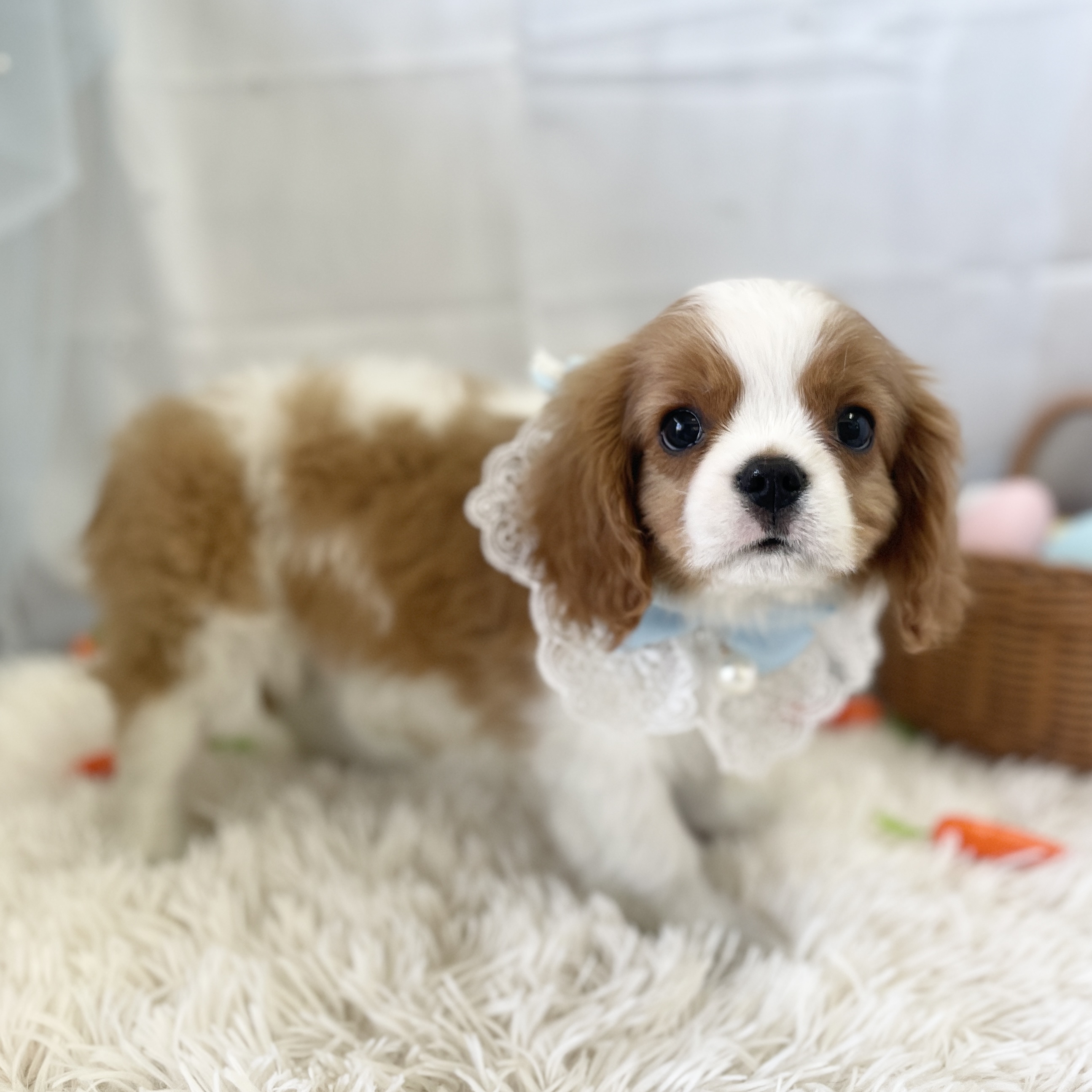 愛知県のキャバリアキングチャールズスパニエル (ファミリーペット 豊明店/2026年2月5日生まれ/男の子/ブレンハイム)の子犬の4枚目の画像