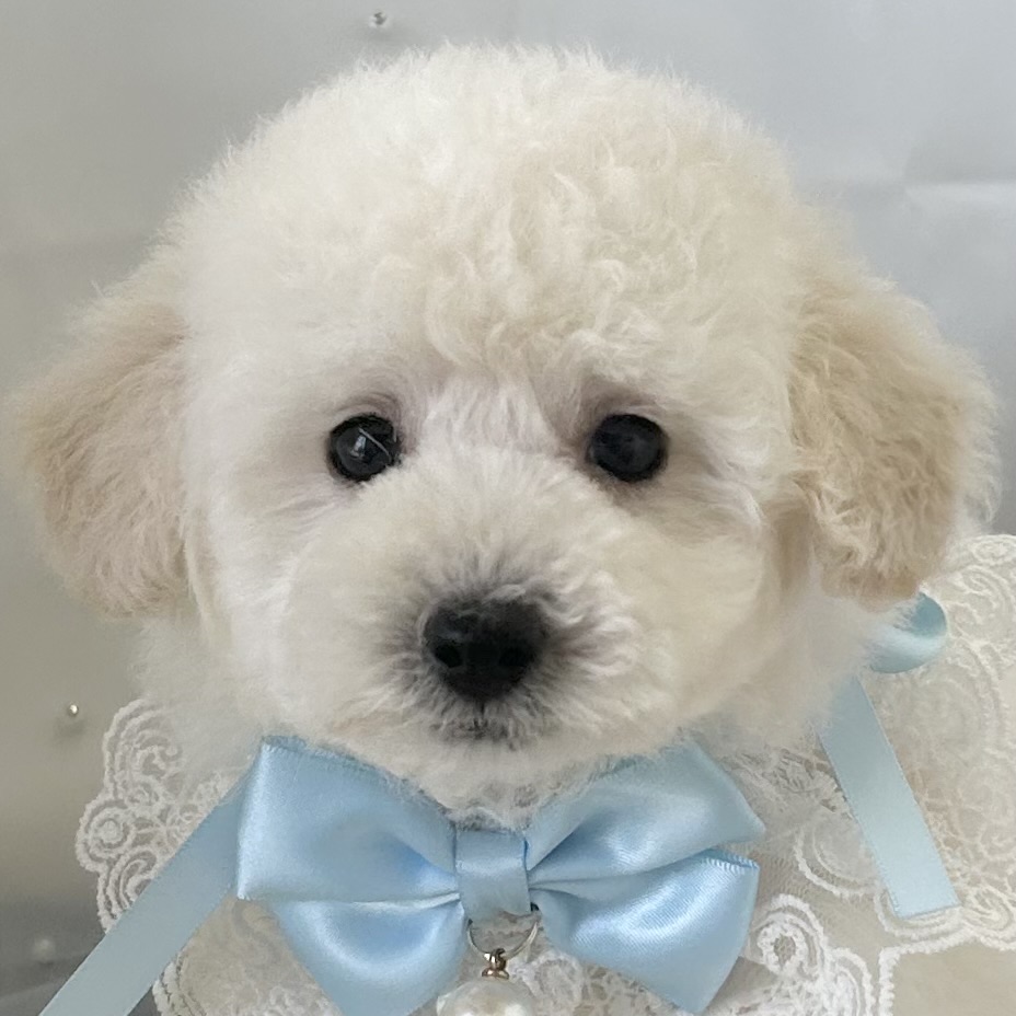 愛知県のトイプードル(トイ) (ファミリーペット 豊明店/2026年2月20日生まれ/男の子/ホワイト)の子犬の1枚目の画像
