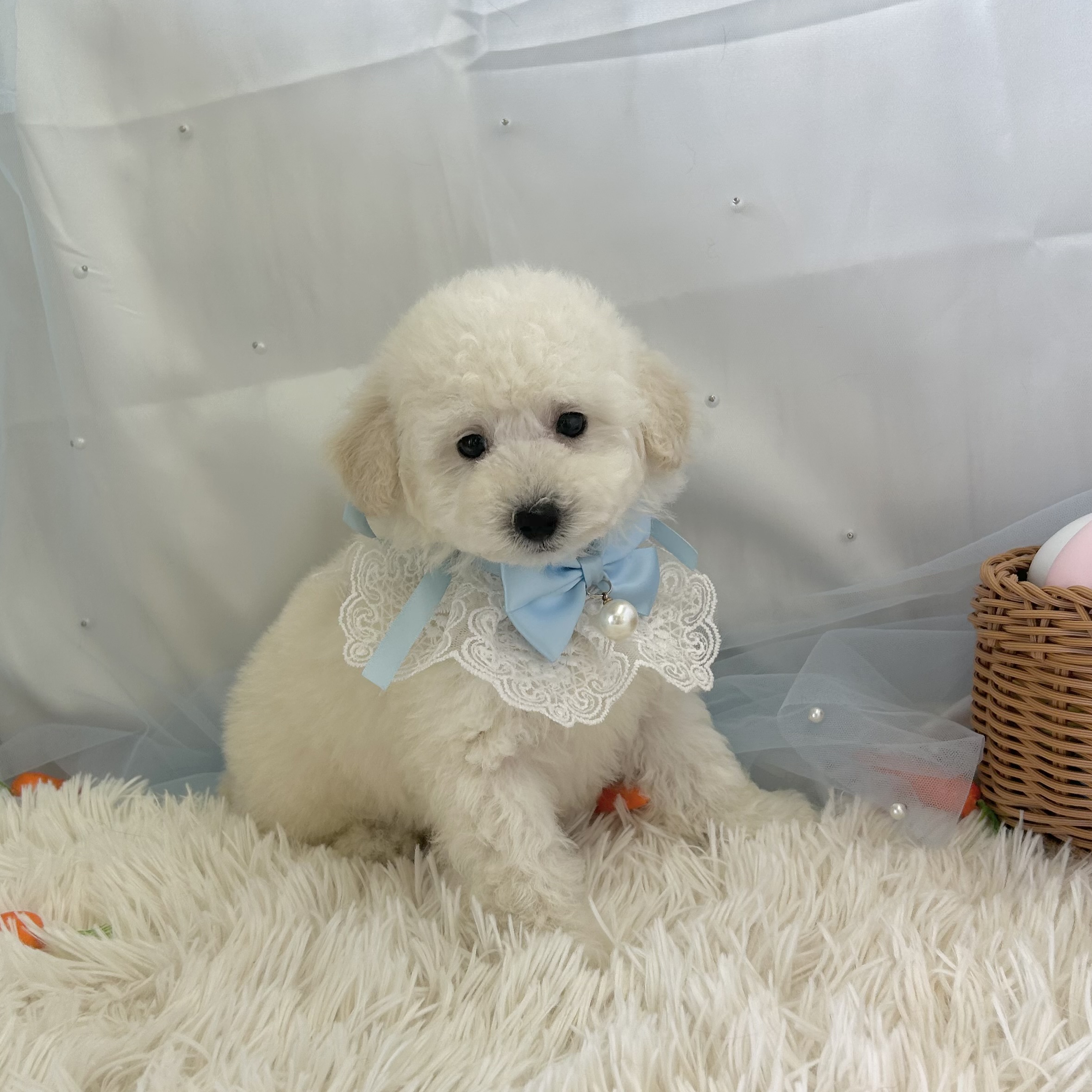 愛知県のトイプードル(トイ) (ファミリーペット 豊明店/2026年2月20日生まれ/男の子/ホワイト)の子犬の2枚目の画像