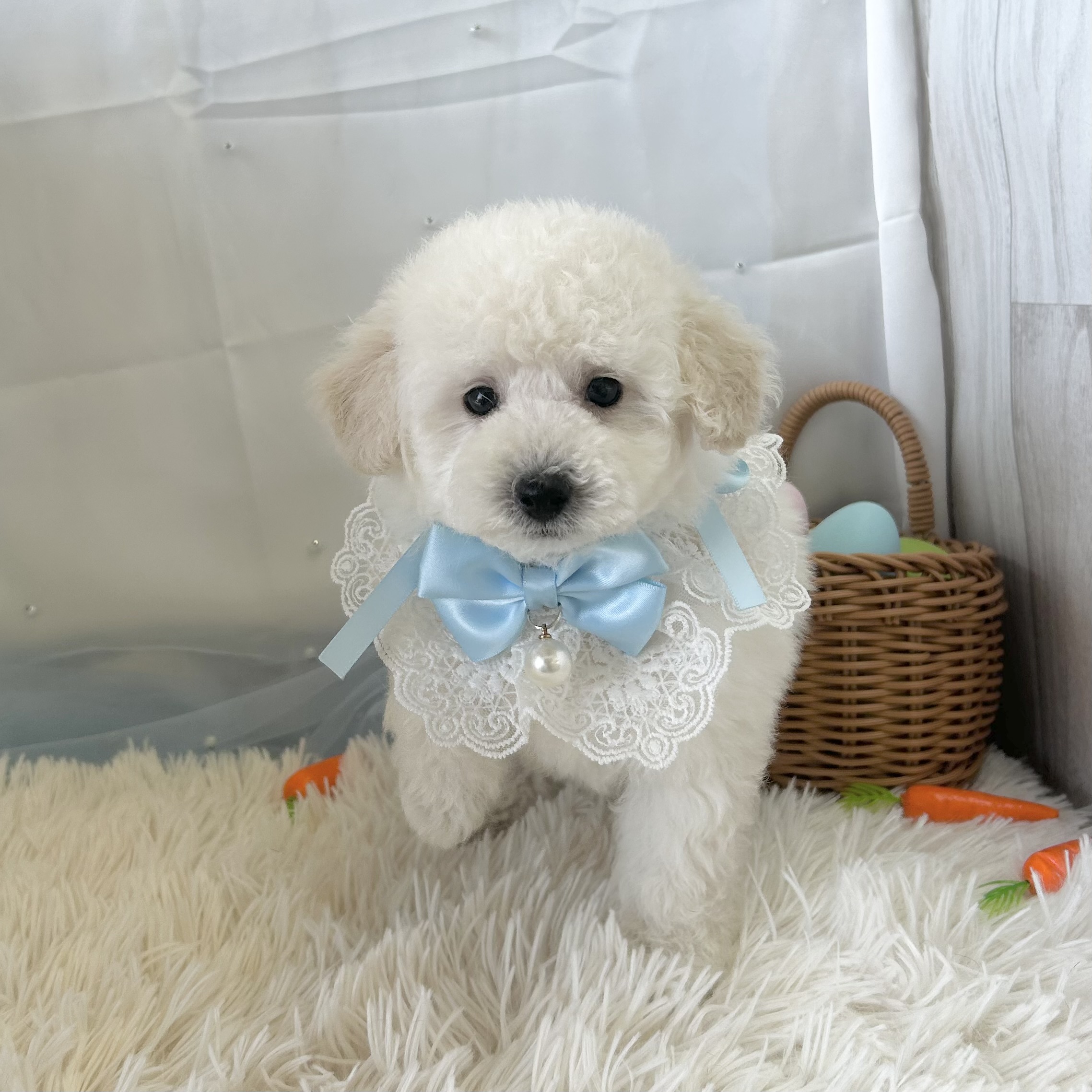 愛知県のトイプードル(トイ) (ファミリーペット 豊明店/2026年2月20日生まれ/男の子/ホワイト)の子犬の3枚目の画像