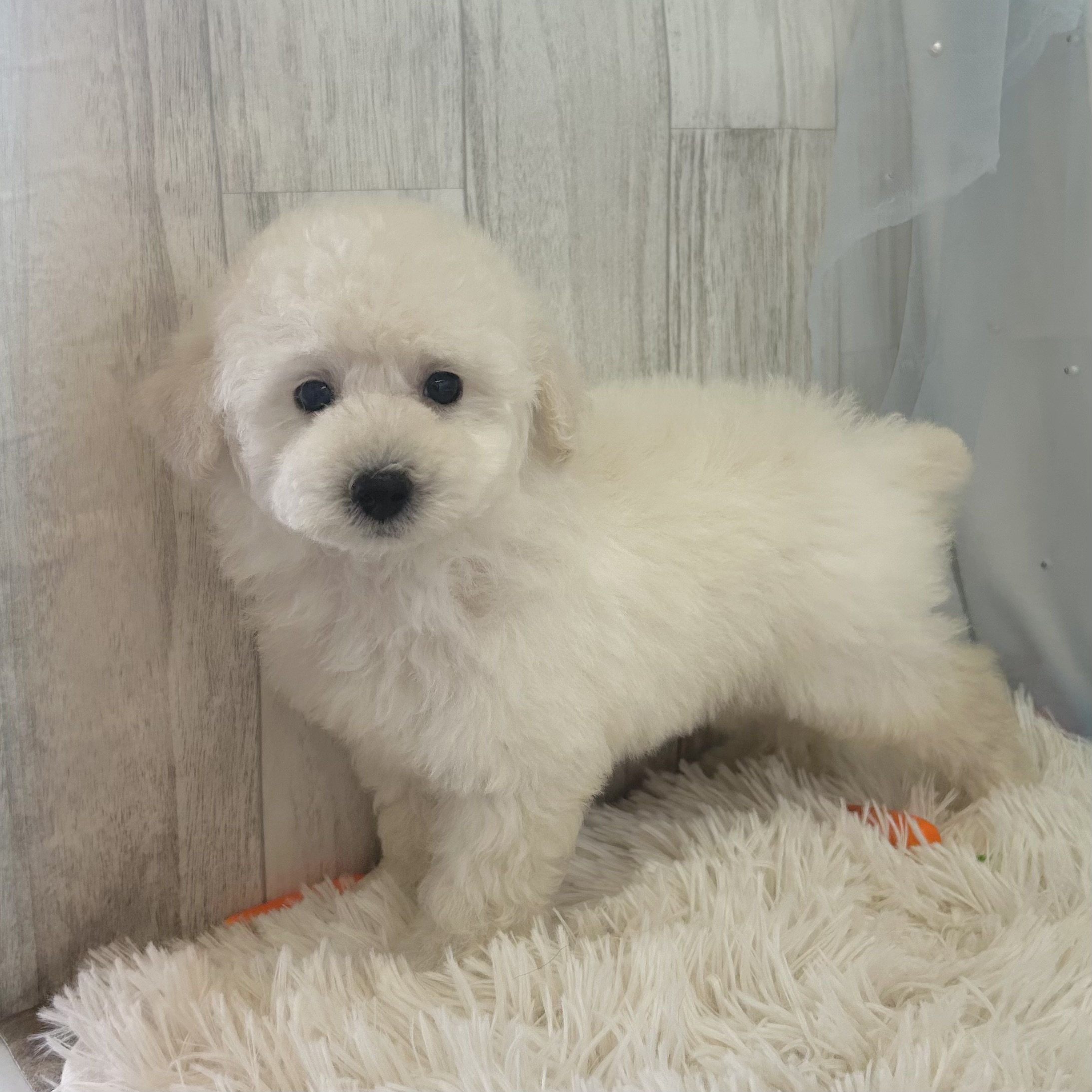 愛知県のトイプードル(トイ) (ファミリーペット 豊明店/2026年2月20日生まれ/男の子/ホワイト)の子犬の4枚目の画像