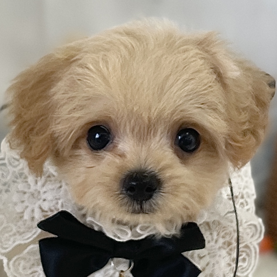 愛知県のハーフ犬・ミックス犬 (ファミリーペット 豊明店/2026年2月18日生まれ/男の子/クリーム)の子犬の1枚目の画像