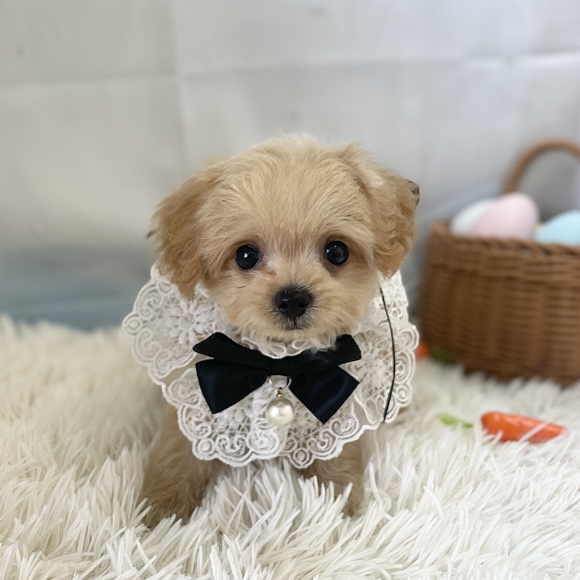 愛知県のハーフ犬・ミックス犬 (ファミリーペット 豊明店/2026年2月18日生まれ/男の子/クリーム)の子犬の2枚目の画像