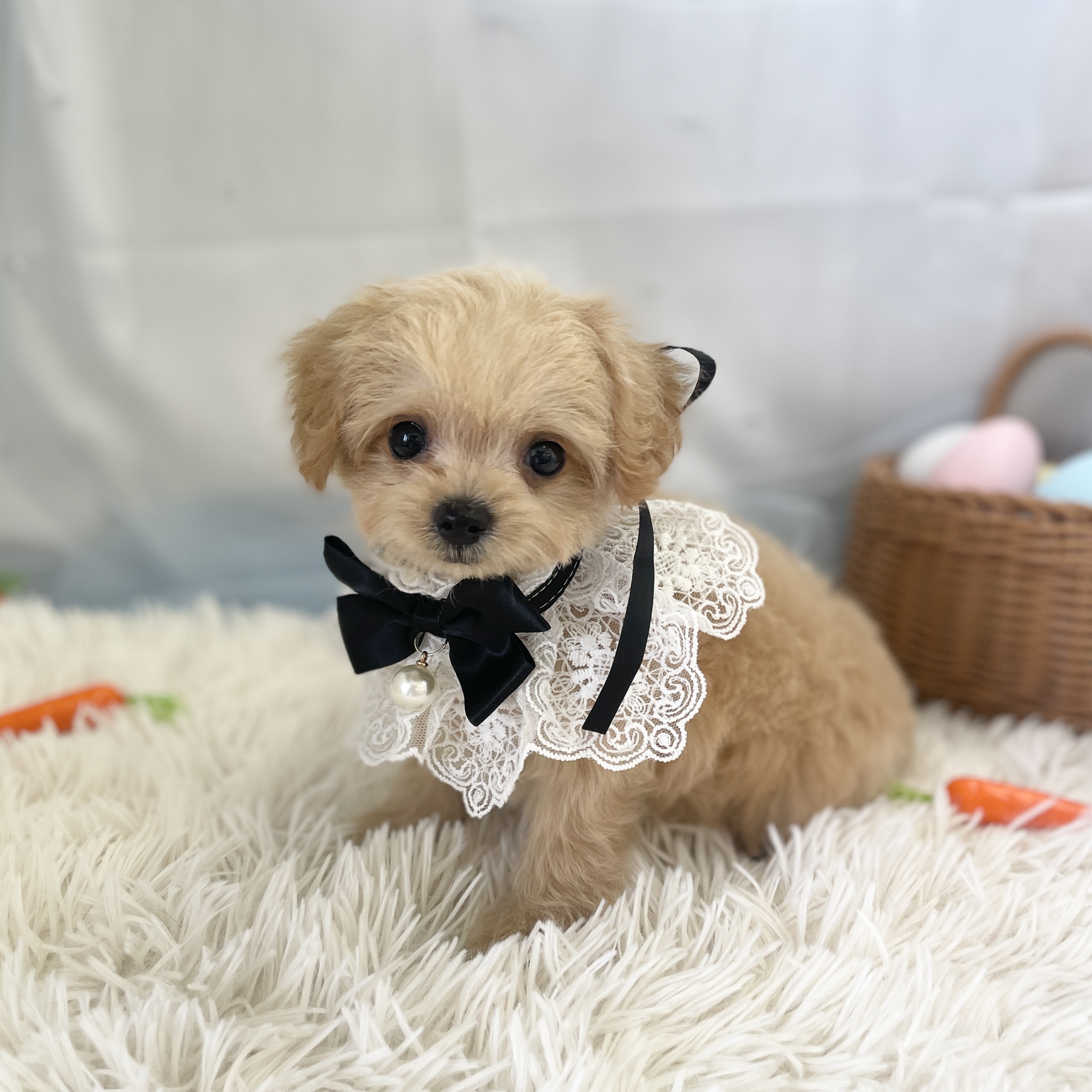 愛知県のハーフ犬・ミックス犬 (ファミリーペット 豊明店/2026年2月18日生まれ/男の子/クリーム)の子犬の3枚目の画像