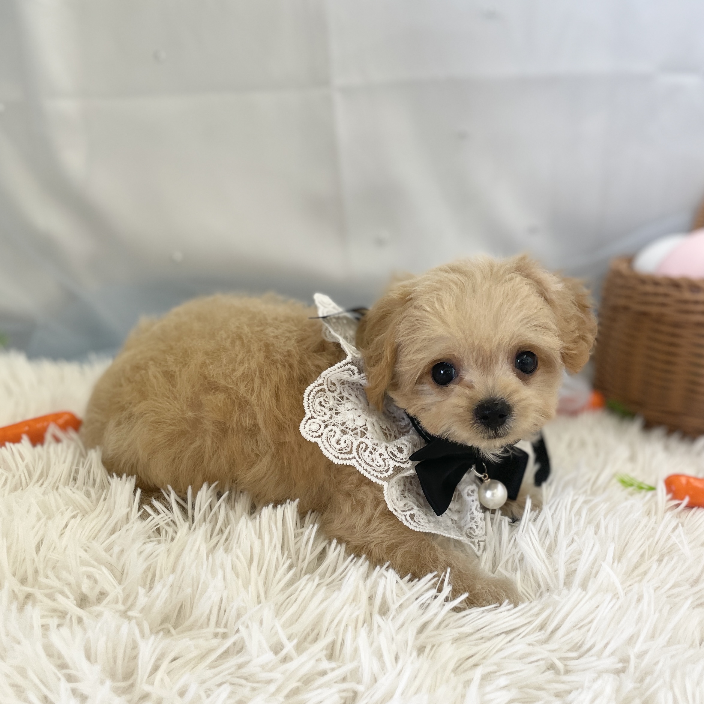 愛知県のハーフ犬・ミックス犬 (ファミリーペット 豊明店/2026年2月18日生まれ/男の子/クリーム)の子犬の4枚目の画像