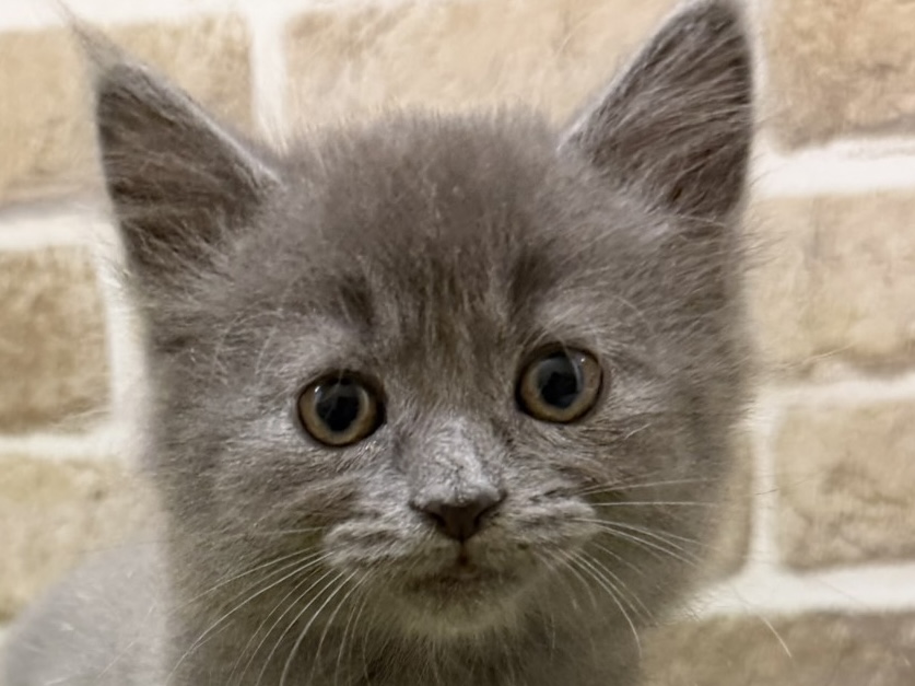 2026年2月19日生まれのラムキン