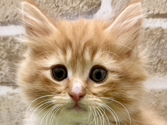 2026年2月22日生まれのノルウェージャンフォレストキャット