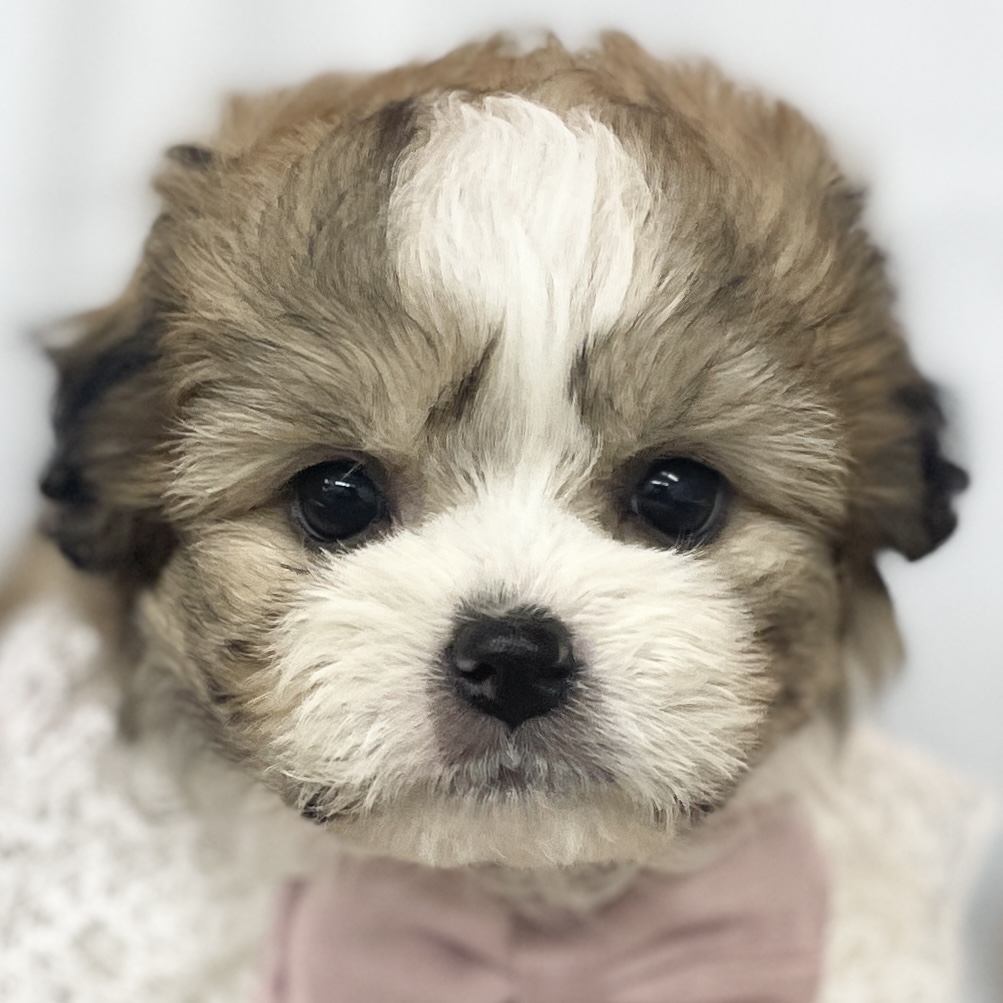 愛知県のハーフ犬・ミックス犬 (ファミリーペット 豊明店/2026年2月22日生まれ/女の子/ゴールドホワイト)の子犬の1枚目の画像