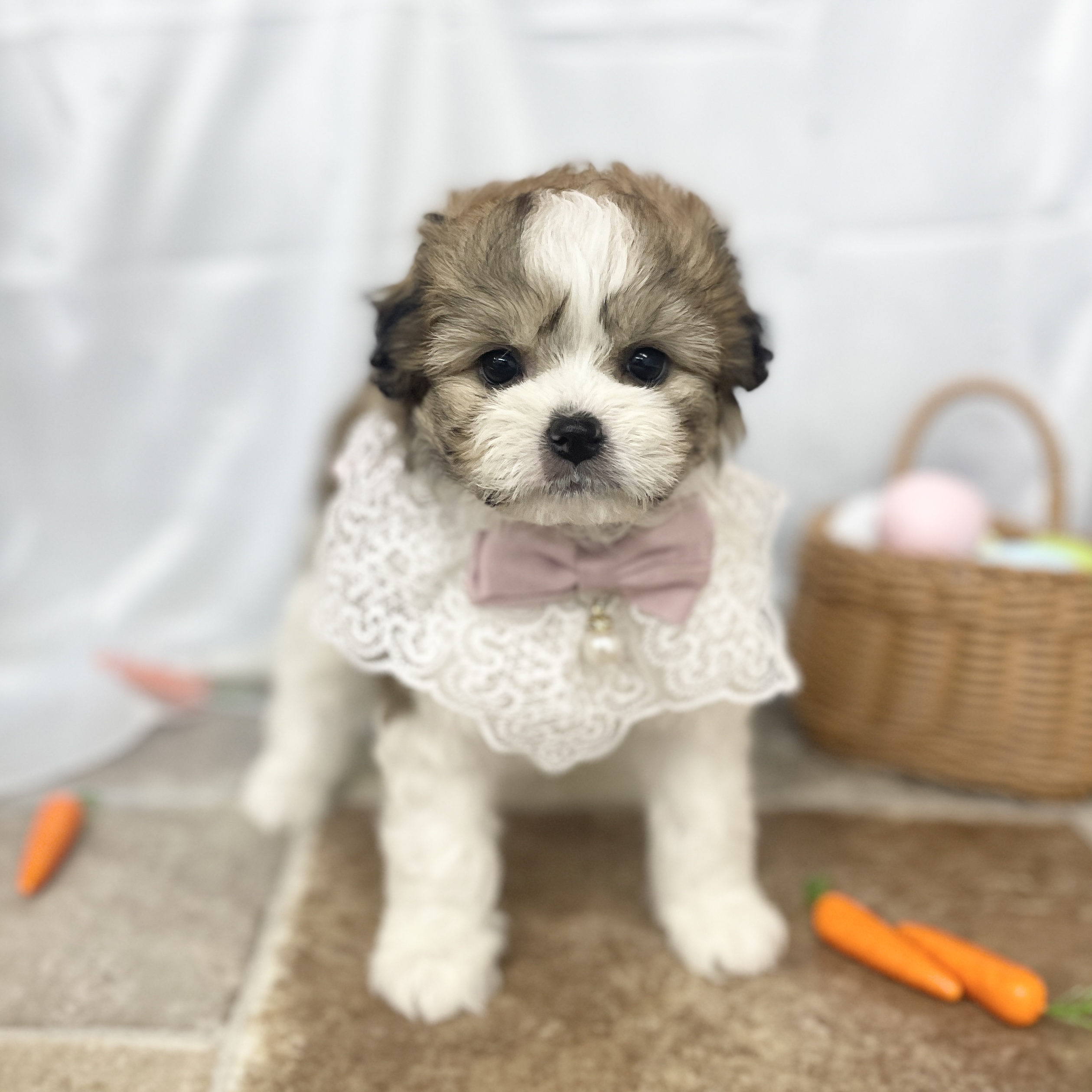 愛知県のハーフ犬・ミックス犬 (ファミリーペット 豊明店/2026年2月22日生まれ/女の子/ゴールドホワイト)の子犬の2枚目の画像