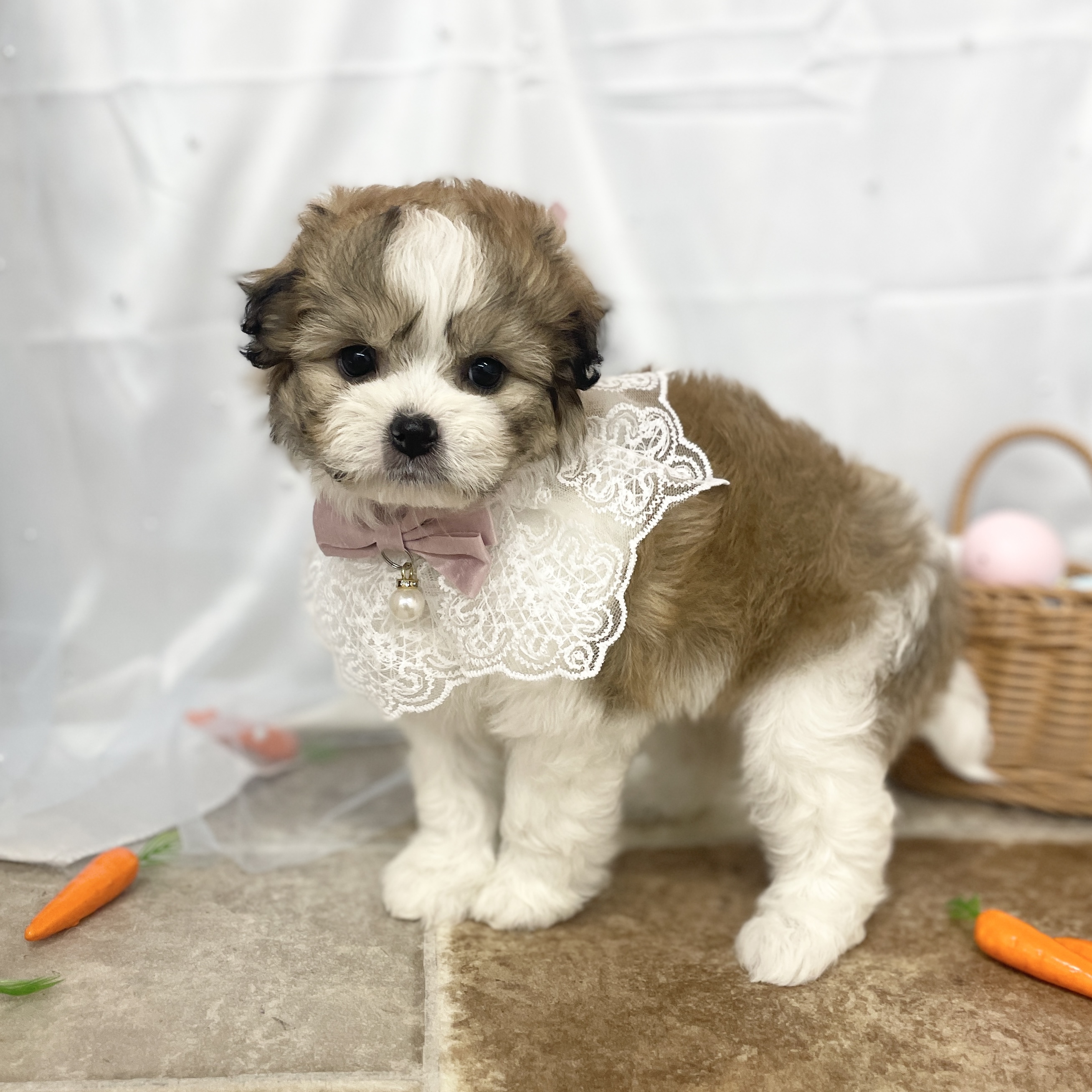 愛知県のハーフ犬・ミックス犬 (ファミリーペット 豊明店/2026年2月22日生まれ/女の子/ゴールドホワイト)の子犬の3枚目の画像