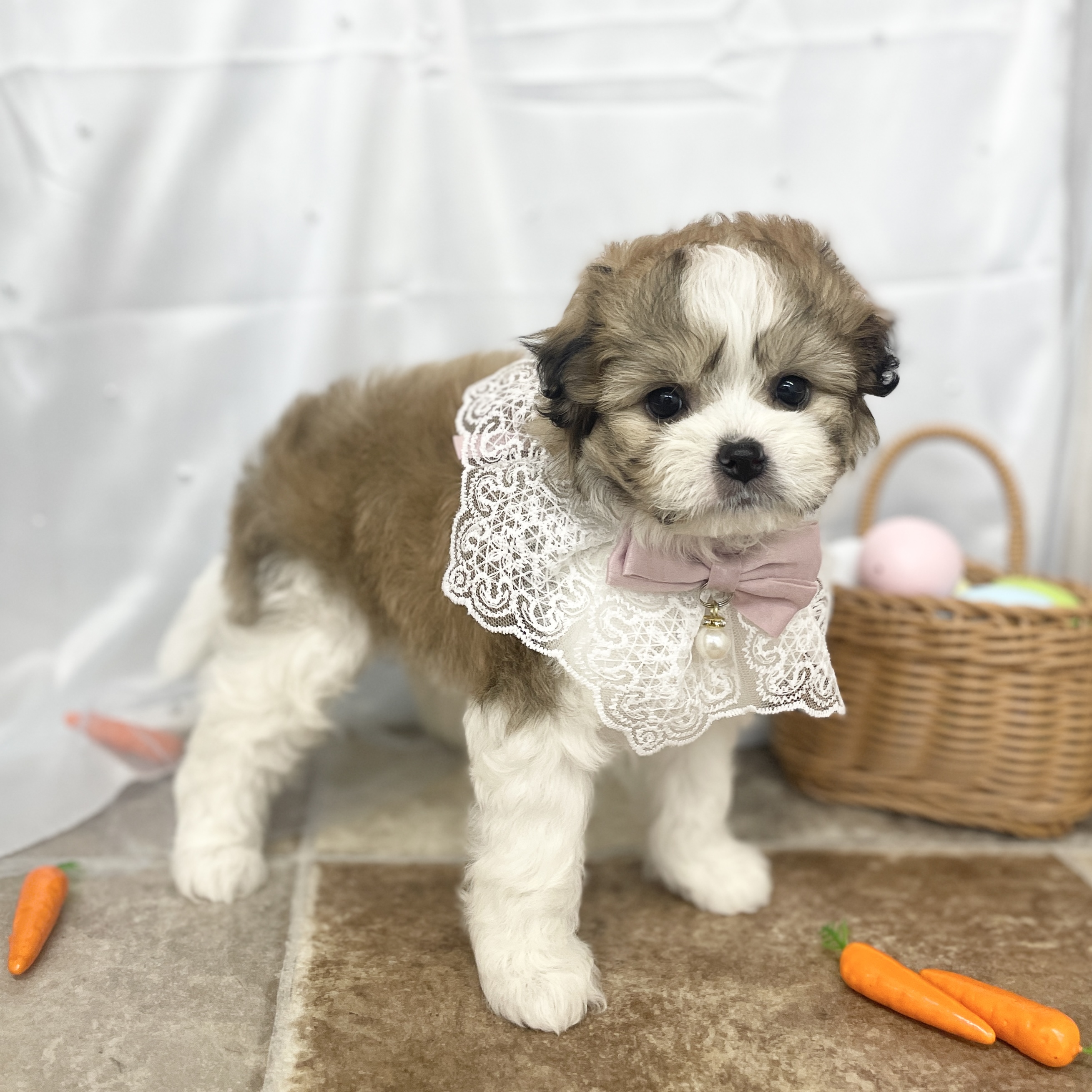 愛知県のハーフ犬・ミックス犬 (ファミリーペット 豊明店/2026年2月22日生まれ/女の子/ゴールドホワイト)の子犬の4枚目の画像