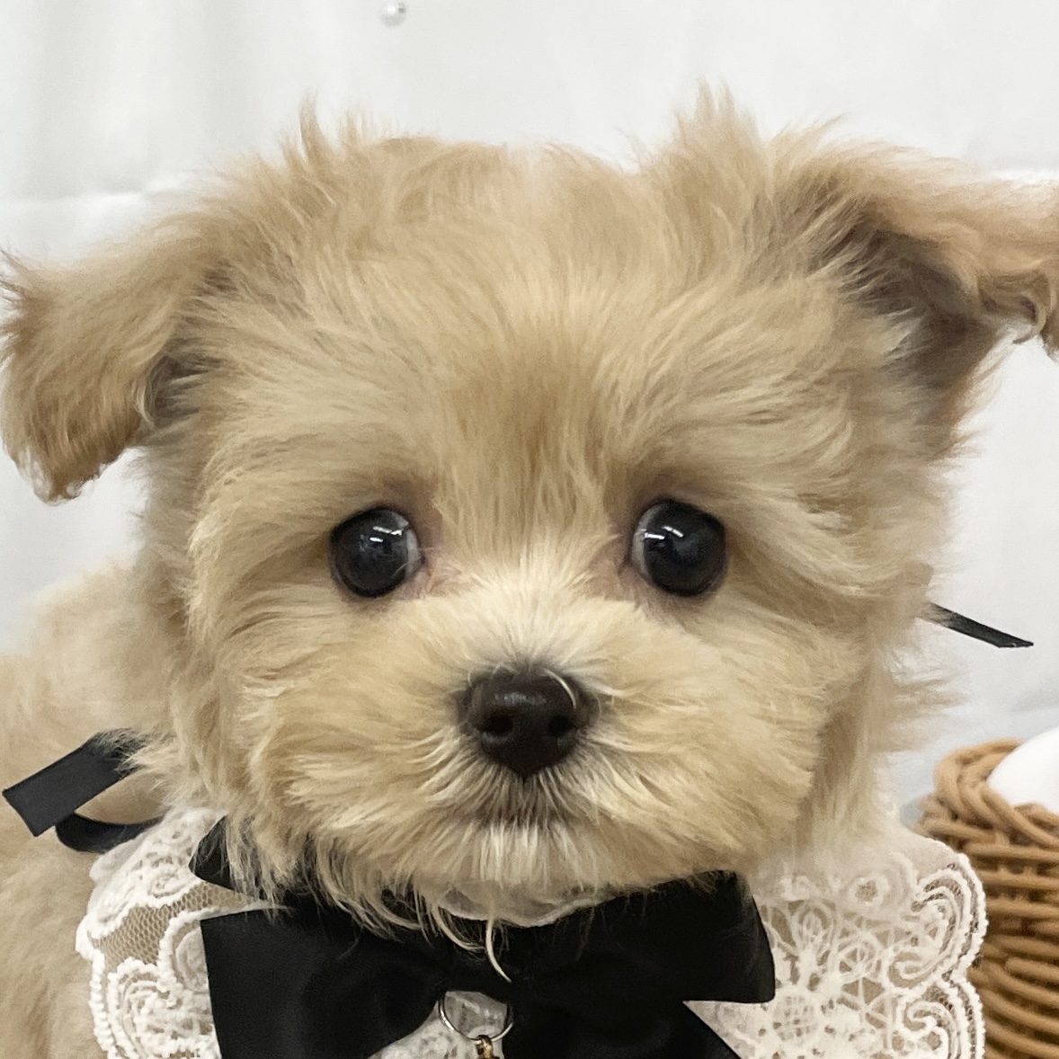 愛知県のハーフ犬・ミックス犬 (ファミリーペット 豊明店/2026年2月23日生まれ/男の子/クリーム)の子犬の1枚目の画像