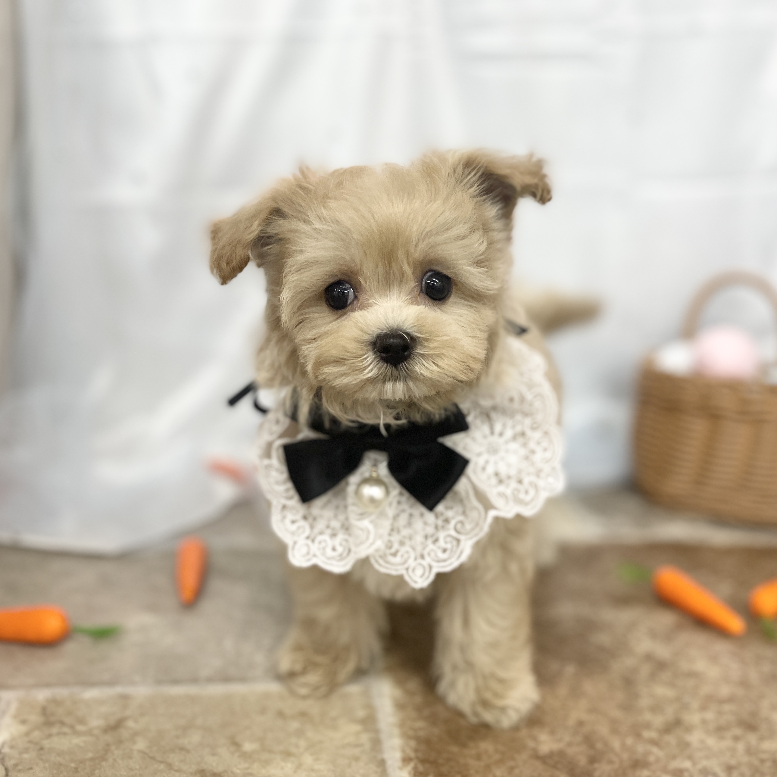 愛知県のハーフ犬・ミックス犬 (ファミリーペット 豊明店/2026年2月23日生まれ/男の子/クリーム)の子犬の2枚目の画像