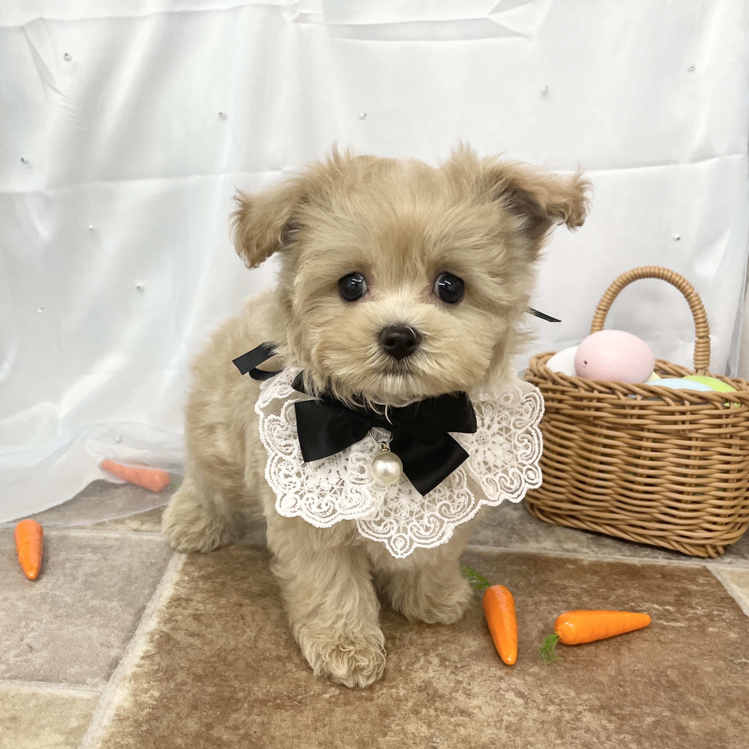 愛知県のハーフ犬・ミックス犬 (ファミリーペット 豊明店/2026年2月23日生まれ/男の子/クリーム)の子犬の3枚目の画像