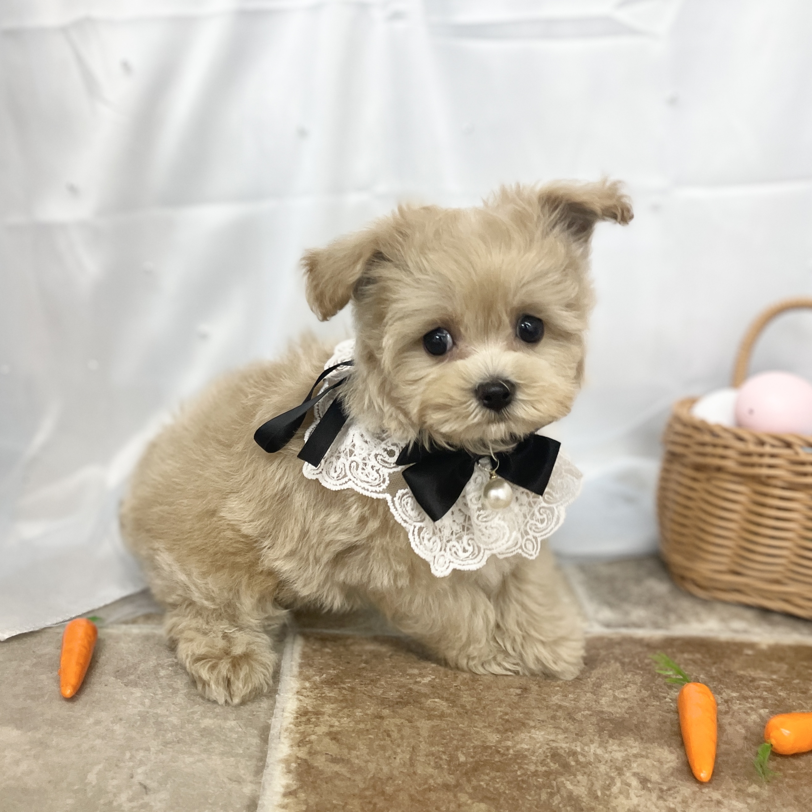 愛知県のハーフ犬・ミックス犬 (ファミリーペット 豊明店/2026年2月23日生まれ/男の子/クリーム)の子犬の4枚目の画像