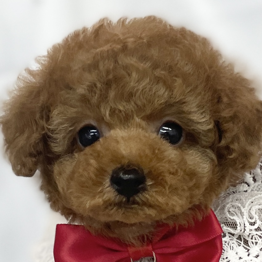 愛知県のトイプードル(トイ) (ファミリーペット 豊明店/2026年2月25日生まれ/女の子/レッド)の子犬の1枚目の画像
