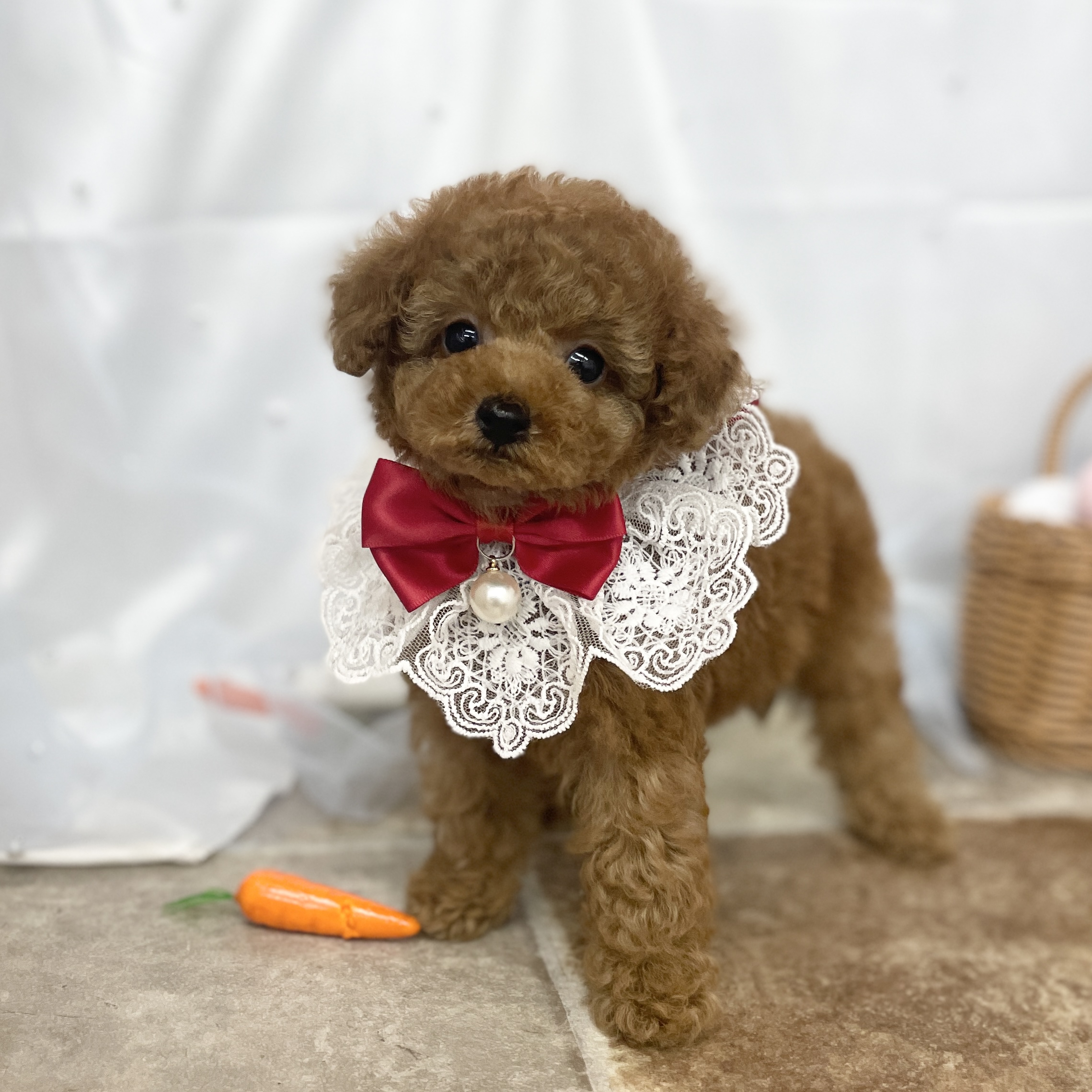 愛知県のトイプードル(トイ) (ファミリーペット 豊明店/2026年2月25日生まれ/女の子/レッド)の子犬の2枚目の画像