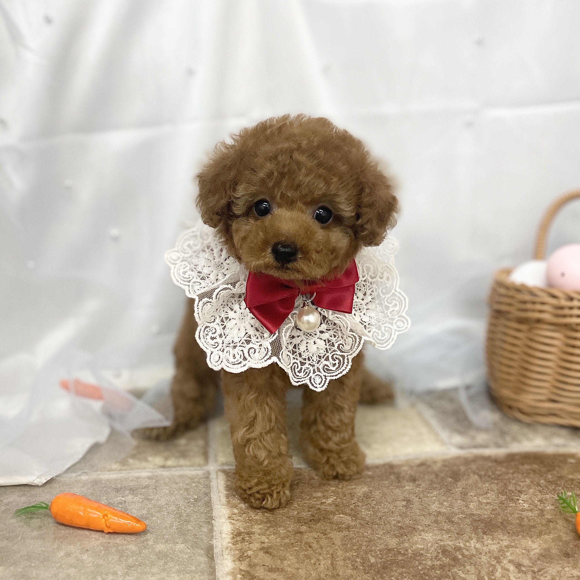 愛知県のトイプードル(トイ) (ファミリーペット 豊明店/2026年2月25日生まれ/女の子/レッド)の子犬の3枚目の画像