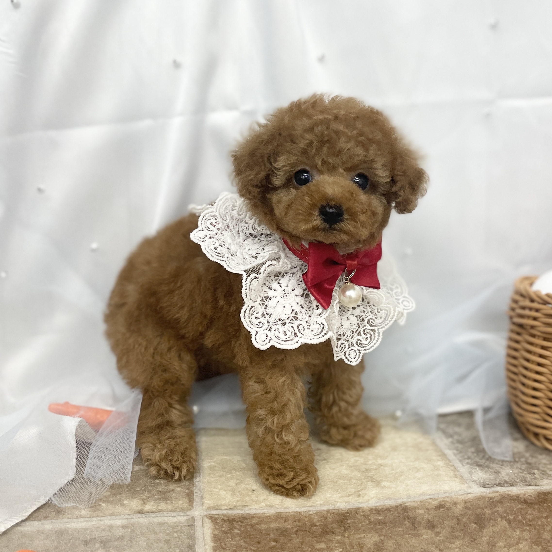 愛知県のトイプードル(トイ) (ファミリーペット 豊明店/2026年2月25日生まれ/女の子/レッド)の子犬の4枚目の画像