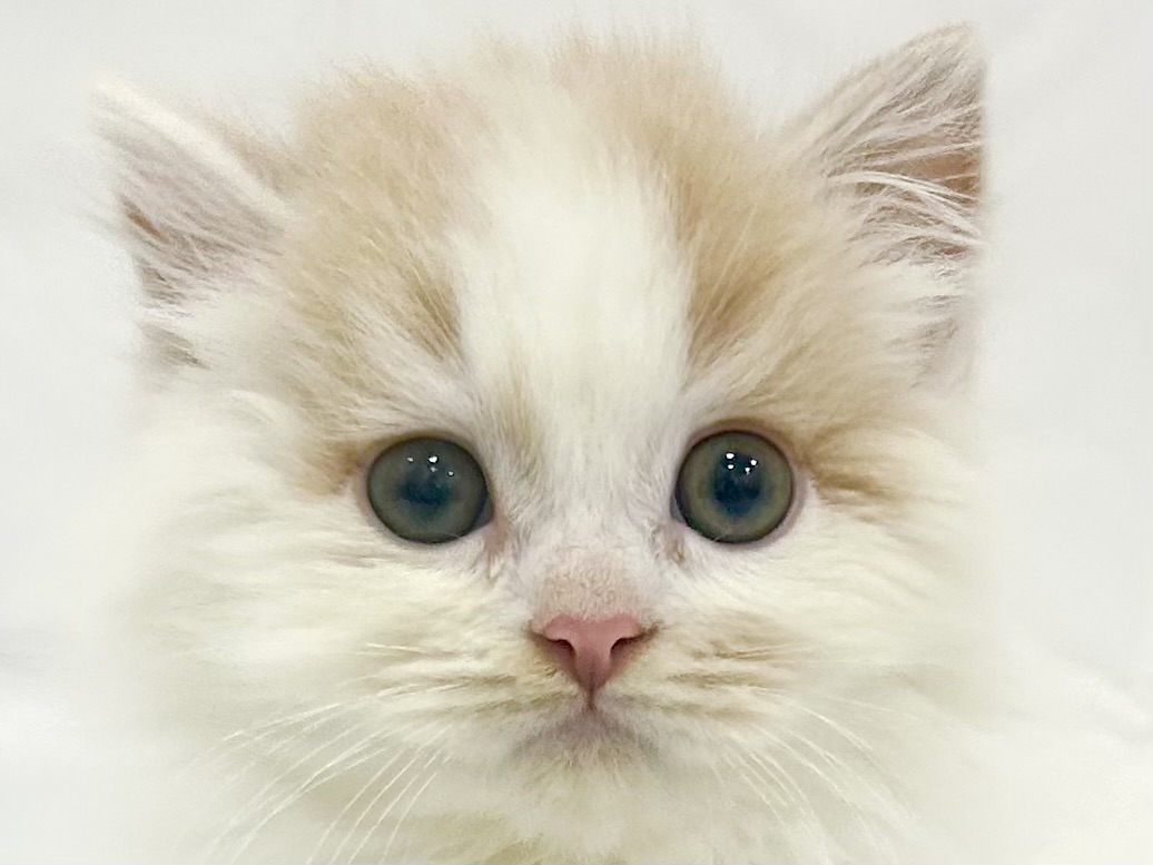 愛知県のスコティッシュフォールド (ファミリーペット リソラ大府店/2026年2月19日生まれ/男の子/クリームタビーホワイト)の子猫の1枚目の画像