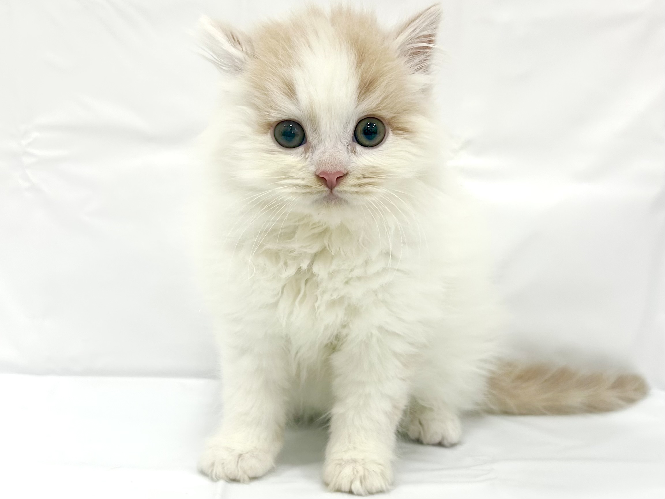 愛知県のスコティッシュフォールド (ファミリーペット リソラ大府店/2026年2月19日生まれ/男の子/クリームタビーホワイト)の子猫の2枚目の画像