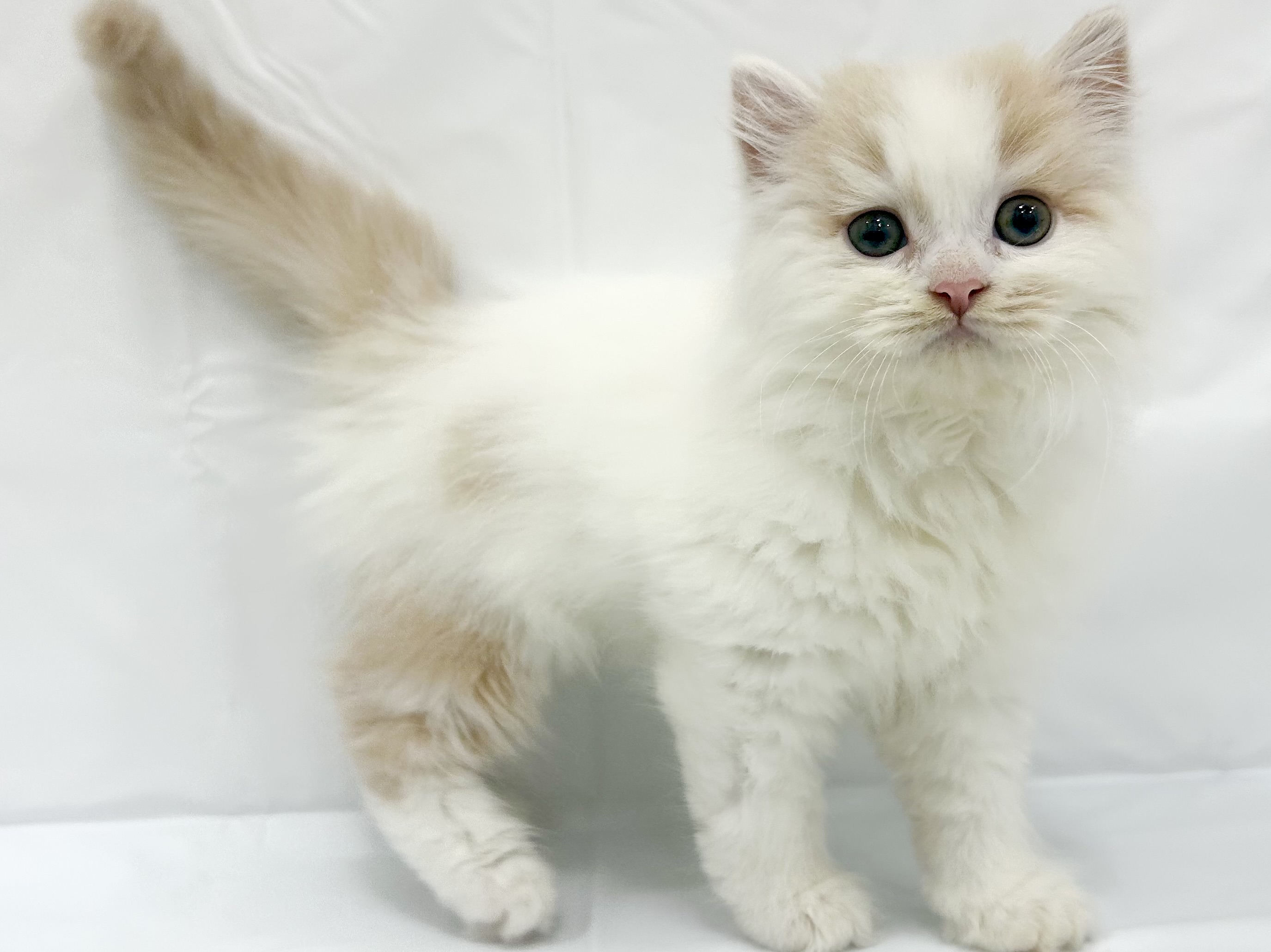 愛知県のスコティッシュフォールド (ファミリーペット リソラ大府店/2026年2月19日生まれ/男の子/クリームタビーホワイト)の子猫の3枚目の画像