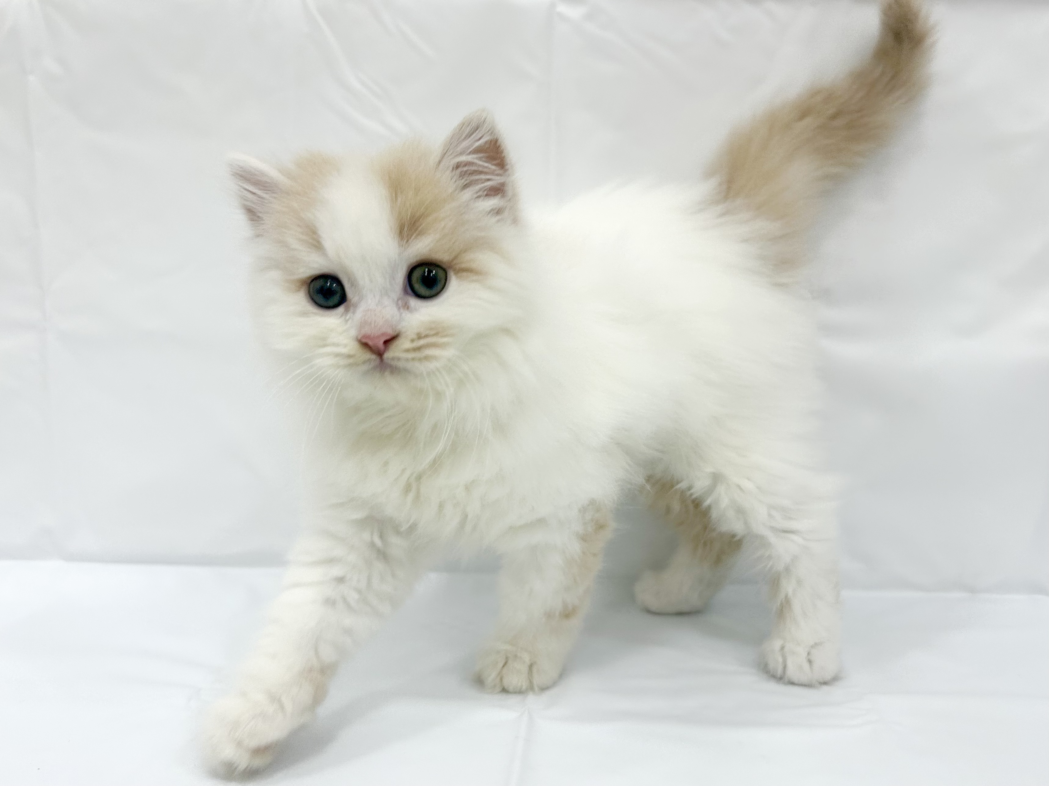 愛知県のスコティッシュフォールド (ファミリーペット リソラ大府店/2026年2月19日生まれ/男の子/クリームタビーホワイト)の子猫の4枚目の画像