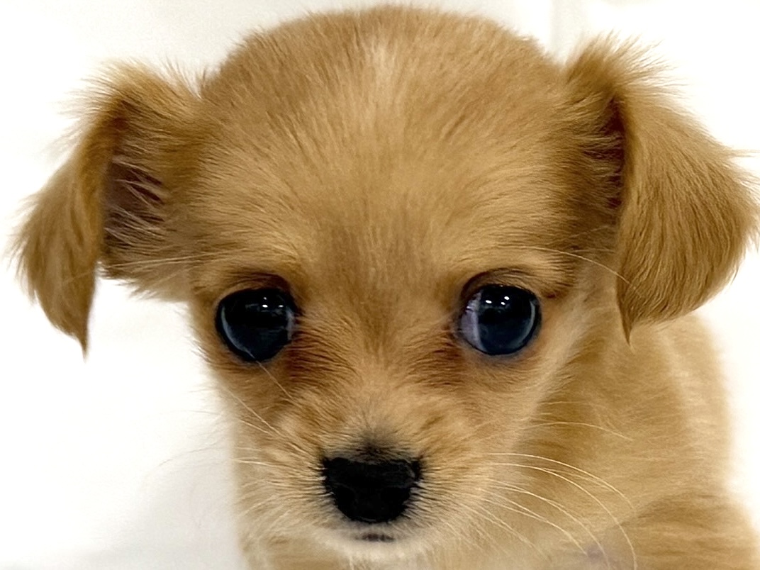 愛知県のハーフ犬・ミックス犬 (ファミリーペット リソラ大府店/2026年2月24日生まれ/女の子/-)の子犬の1枚目の画像