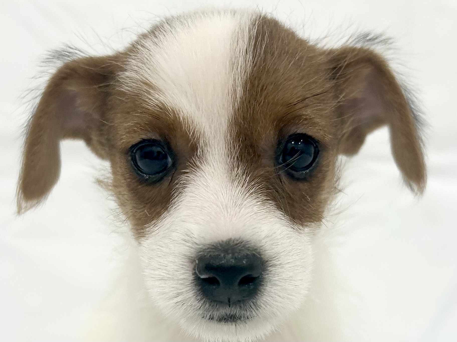 愛知県のジャックラッセルテリア (ファミリーペット リソラ大府店/2026年2月18日生まれ/女の子/ホワイトタン)の子犬の1枚目の画像