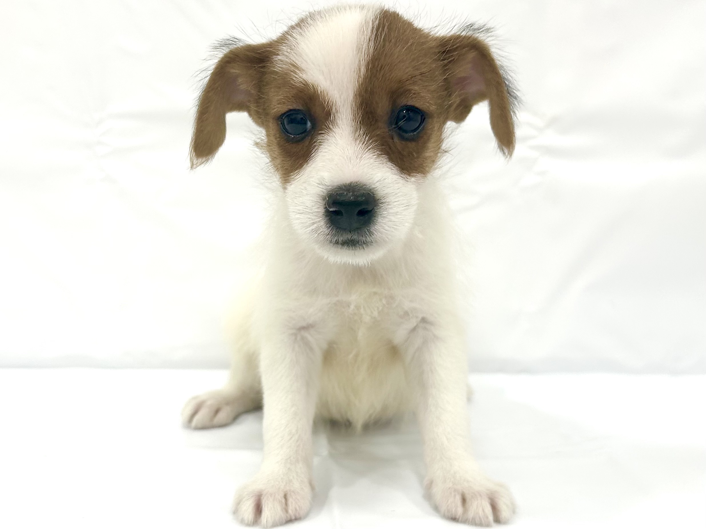 愛知県のジャックラッセルテリア (ファミリーペット リソラ大府店/2026年2月18日生まれ/女の子/ホワイトタン)の子犬の2枚目の画像