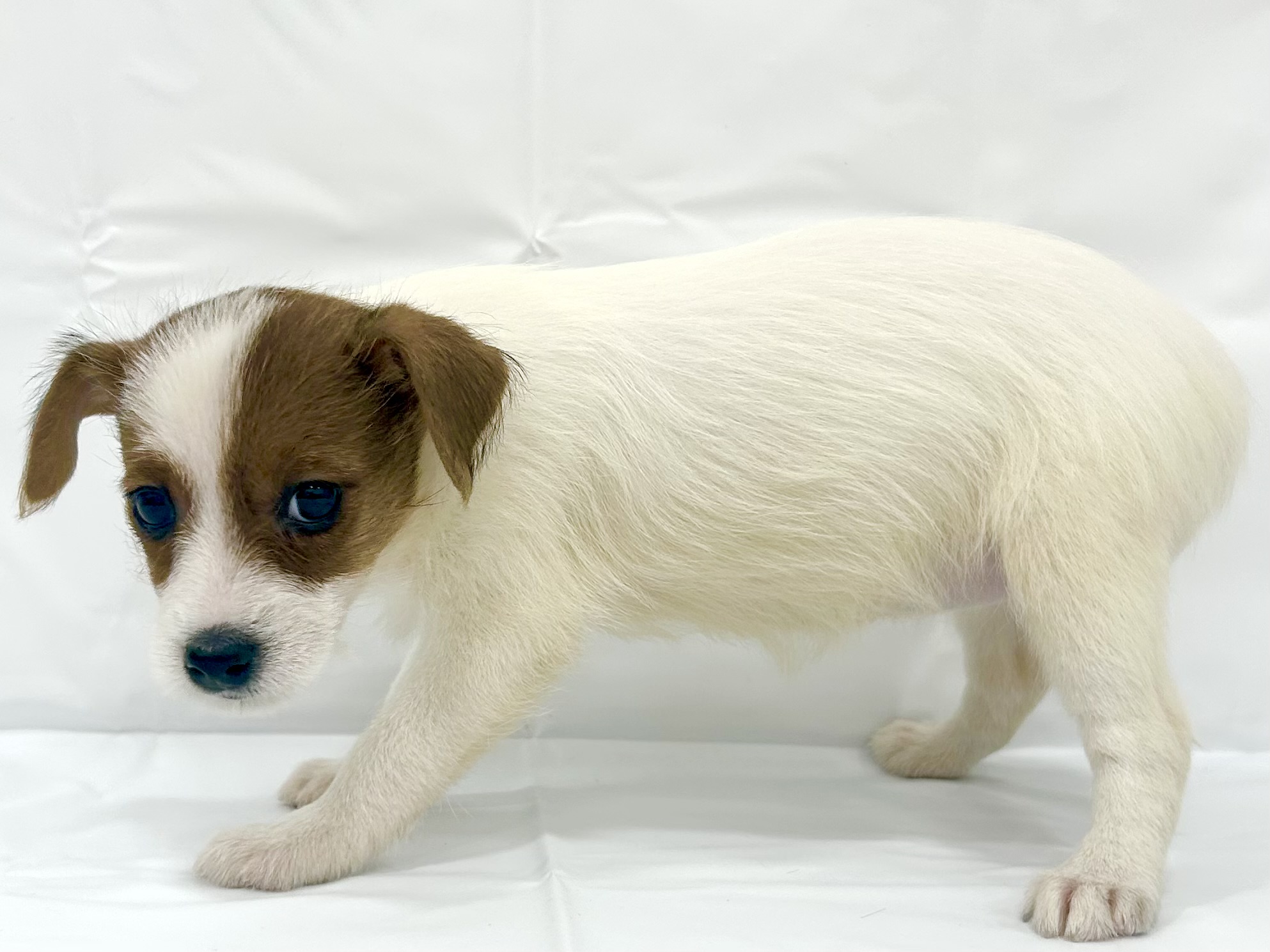 愛知県のジャックラッセルテリア (ファミリーペット リソラ大府店/2026年2月18日生まれ/女の子/ホワイトタン)の子犬の3枚目の画像
