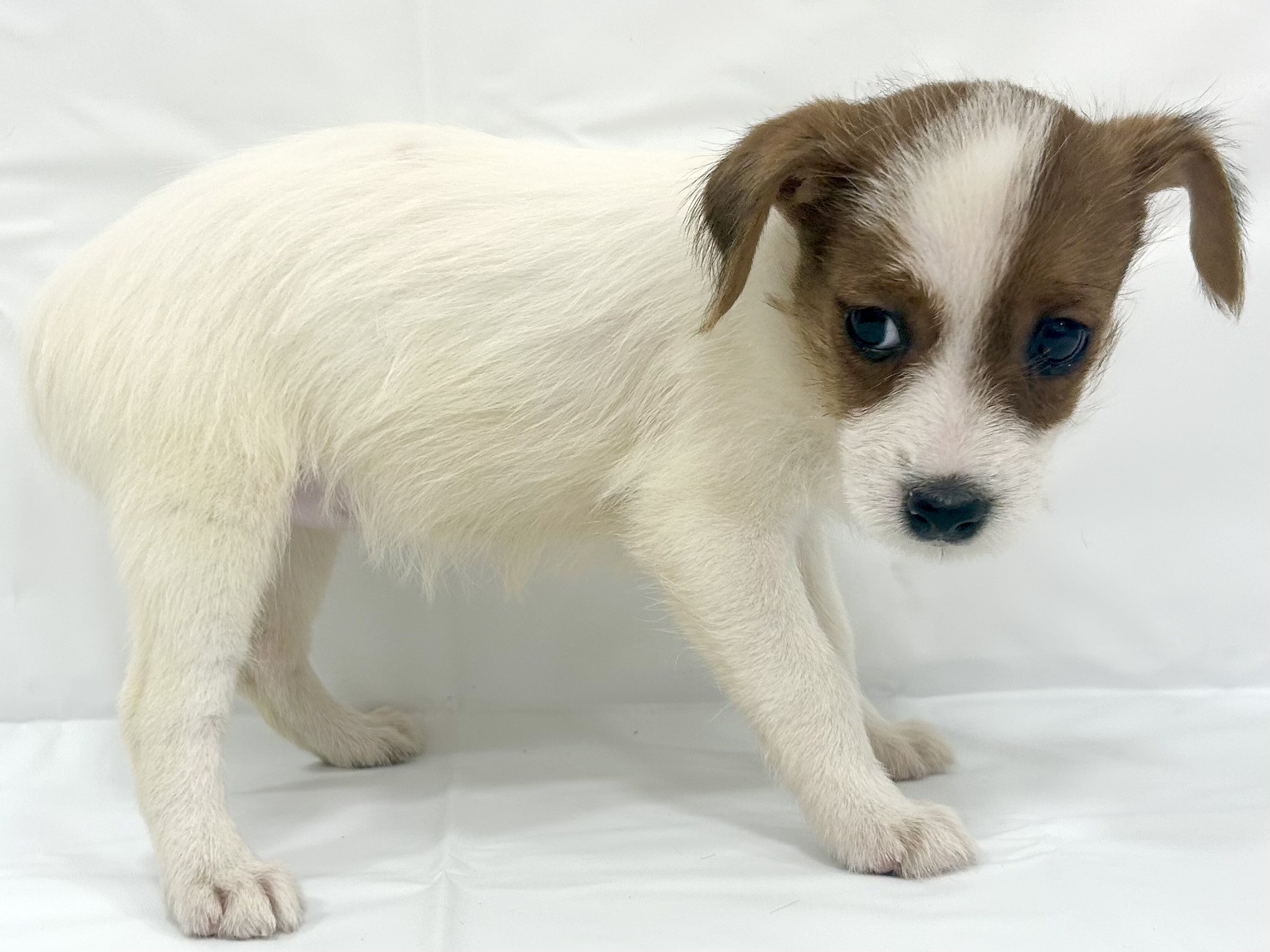 愛知県のジャックラッセルテリア (ファミリーペット リソラ大府店/2026年2月18日生まれ/女の子/ホワイトタン)の子犬の4枚目の画像