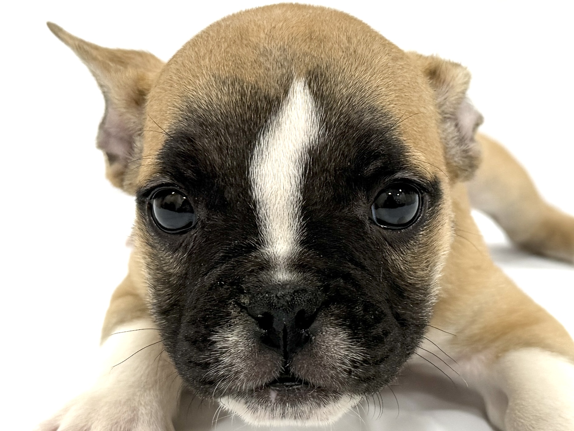 愛知県のハーフ犬・ミックス犬 (ファミリーペット リソラ大府店/2026年2月23日生まれ/男の子/-)の子犬の1枚目の画像