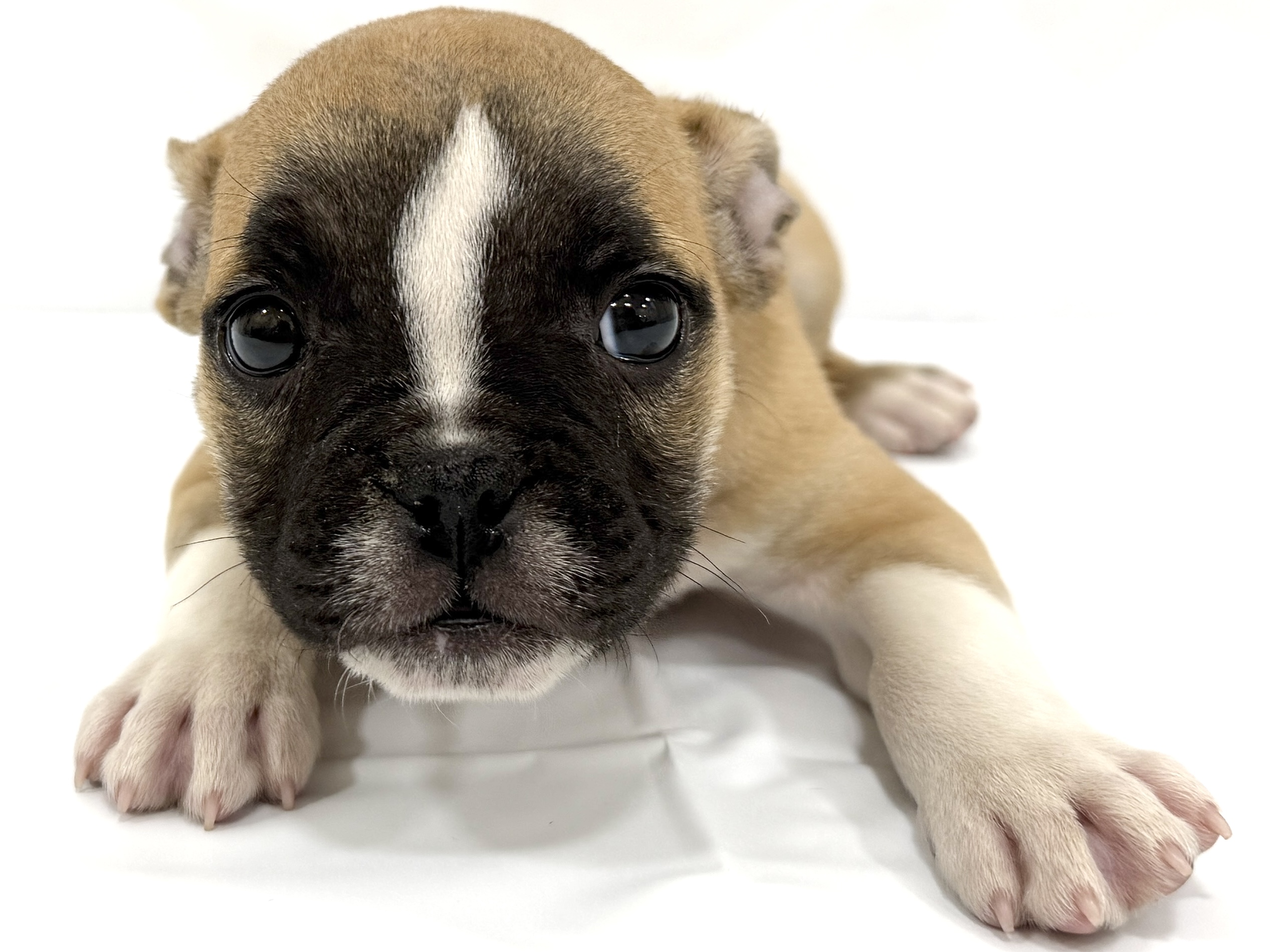 愛知県のハーフ犬・ミックス犬 (ファミリーペット リソラ大府店/2026年2月23日生まれ/男の子/-)の子犬の2枚目の画像