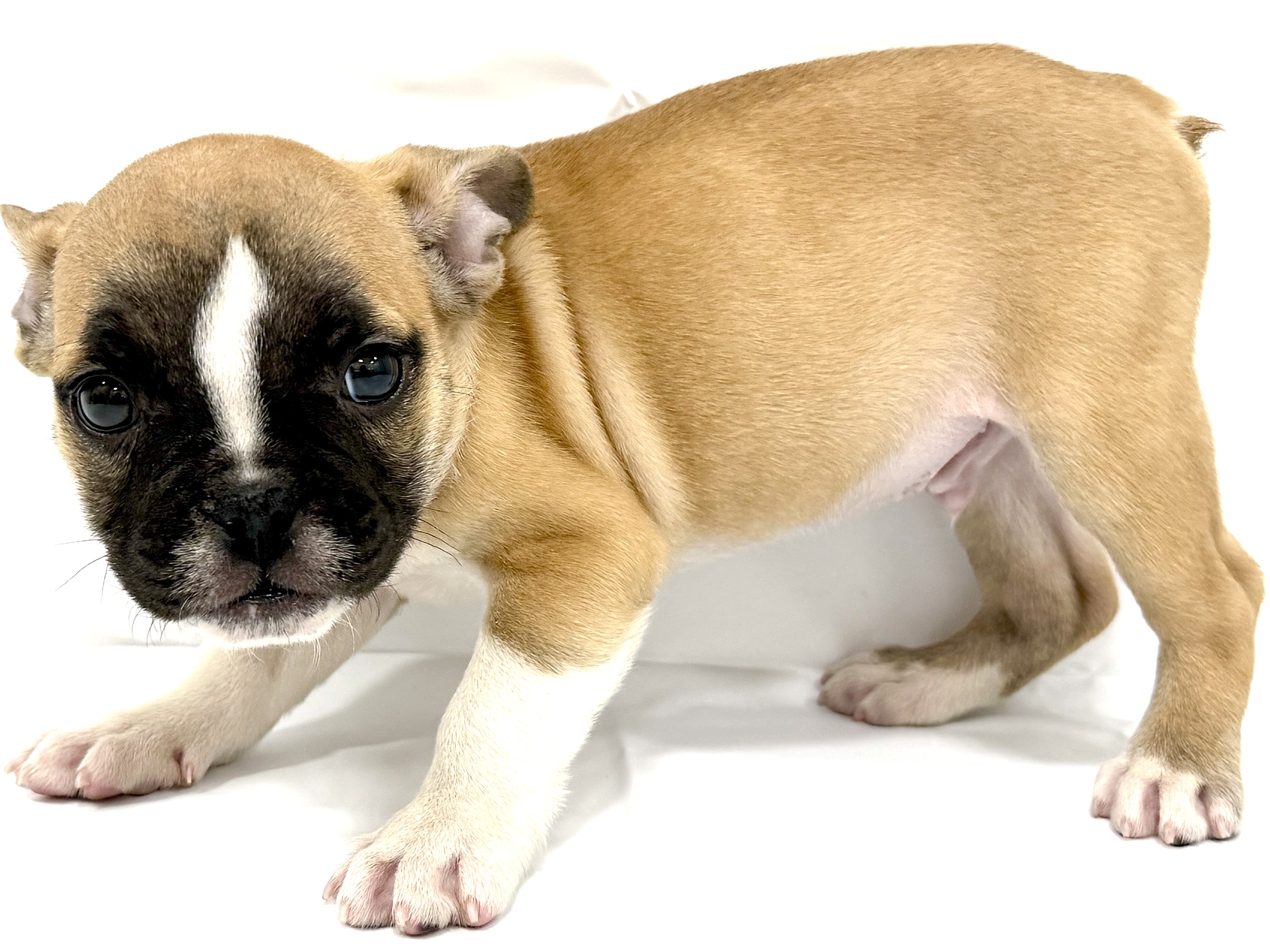 愛知県のハーフ犬・ミックス犬 (ファミリーペット リソラ大府店/2026年2月23日生まれ/男の子/-)の子犬の3枚目の画像