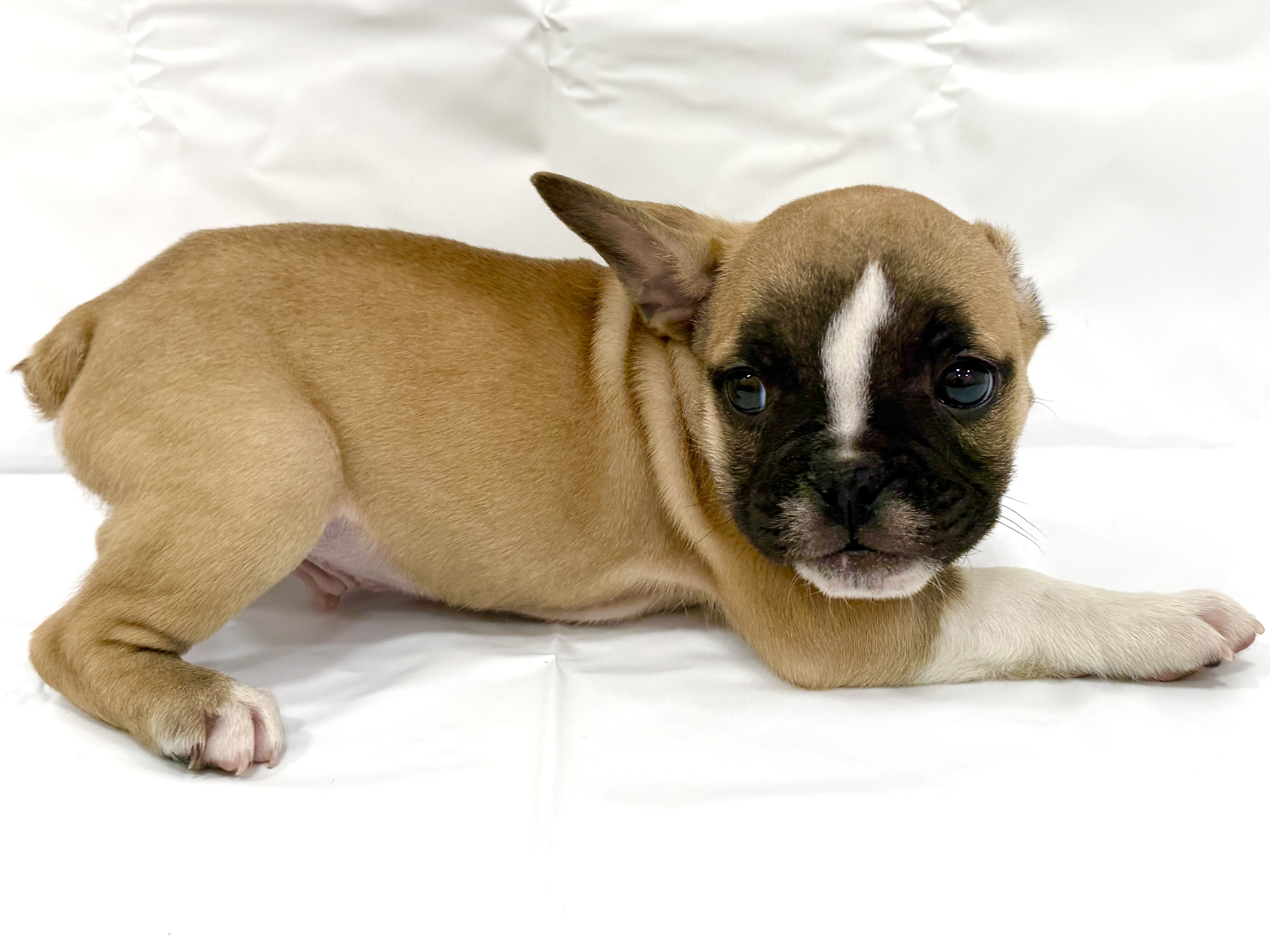 愛知県のハーフ犬・ミックス犬 (ファミリーペット リソラ大府店/2026年2月23日生まれ/男の子/-)の子犬の4枚目の画像