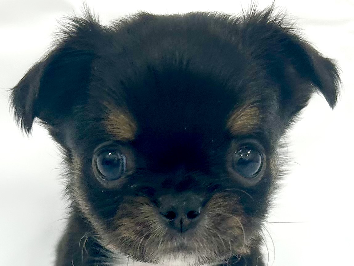 愛知県のチワワ(ロング) (ファミリーペット リソラ大府店/2026年2月24日生まれ/男の子/ブラックタンホワイト)の子犬の1枚目の画像