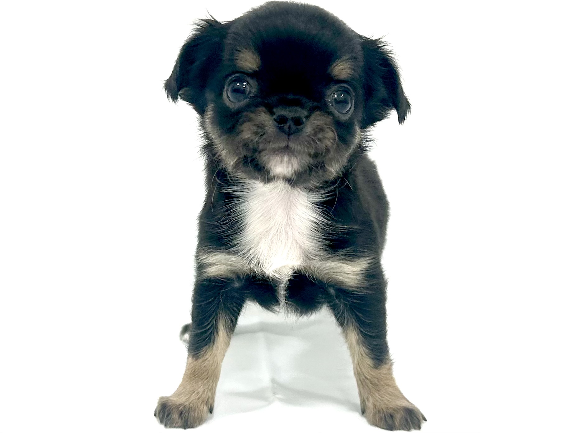 愛知県のチワワ(ロング) (ファミリーペット リソラ大府店/2026年2月24日生まれ/男の子/ブラックタンホワイト)の子犬の2枚目の画像