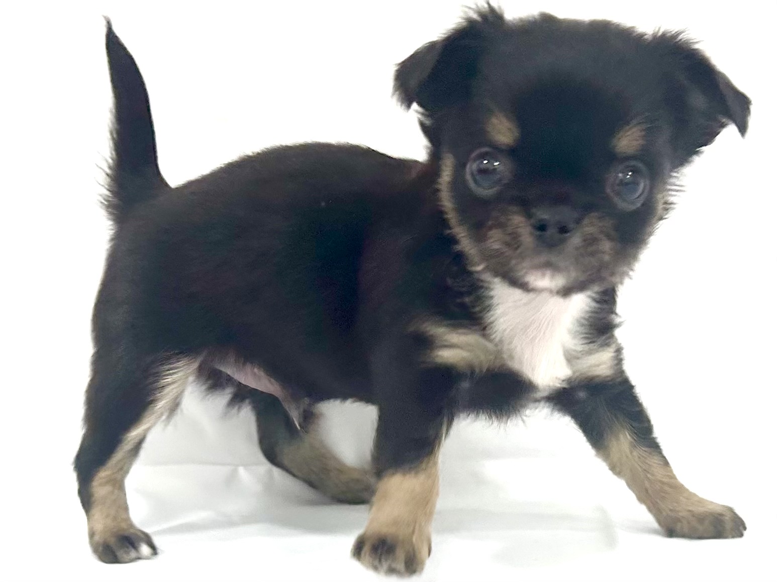 愛知県のチワワ(ロング) (ファミリーペット リソラ大府店/2026年2月24日生まれ/男の子/ブラックタンホワイト)の子犬の3枚目の画像