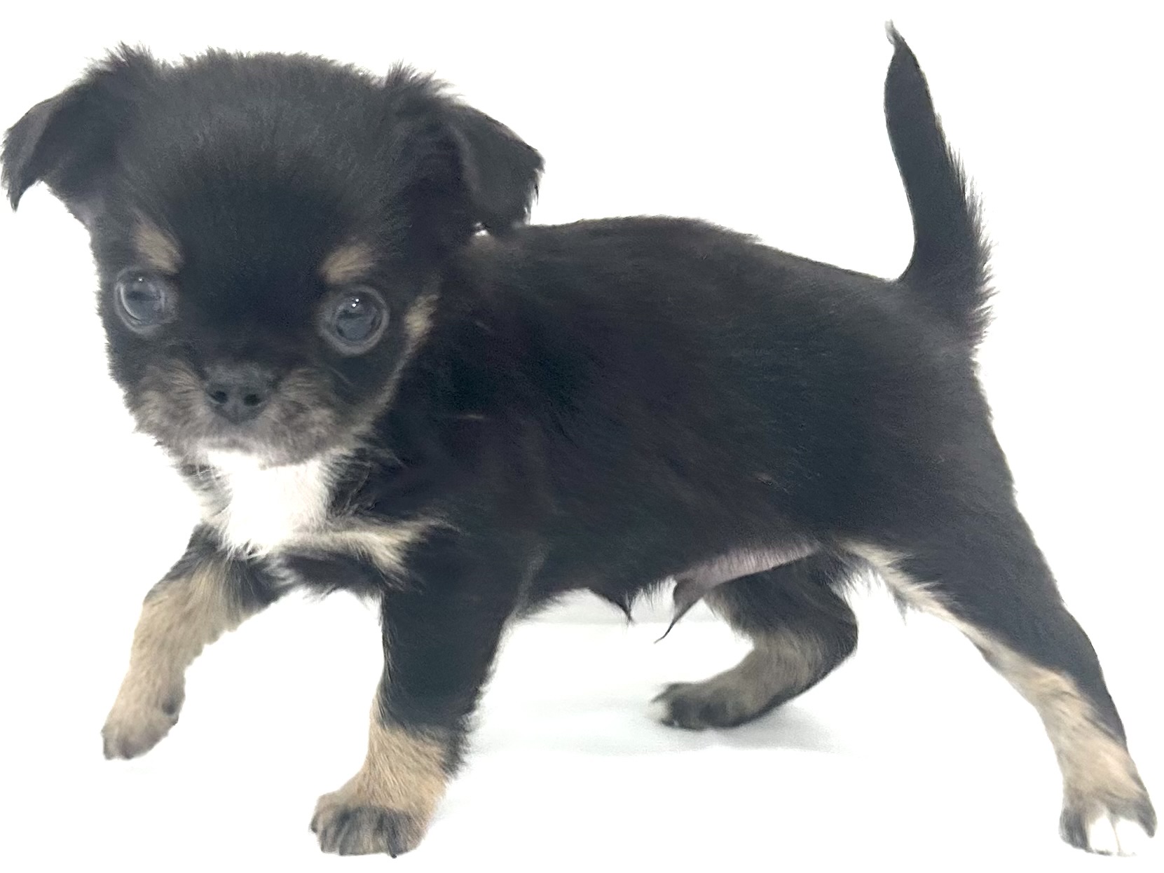 愛知県のチワワ(ロング) (ファミリーペット リソラ大府店/2026年2月24日生まれ/男の子/ブラックタンホワイト)の子犬の4枚目の画像