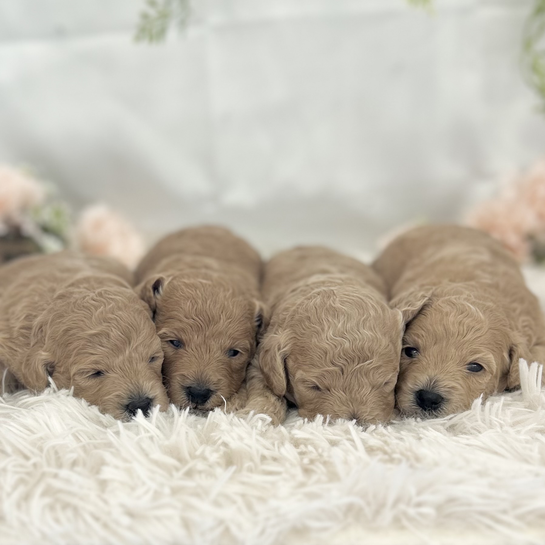 愛知県のハーフ犬・ミックス犬 (ファミリーペット 豊明店/2026年4月29日生まれ/男の子/クリーム)の子犬の1枚目の画像