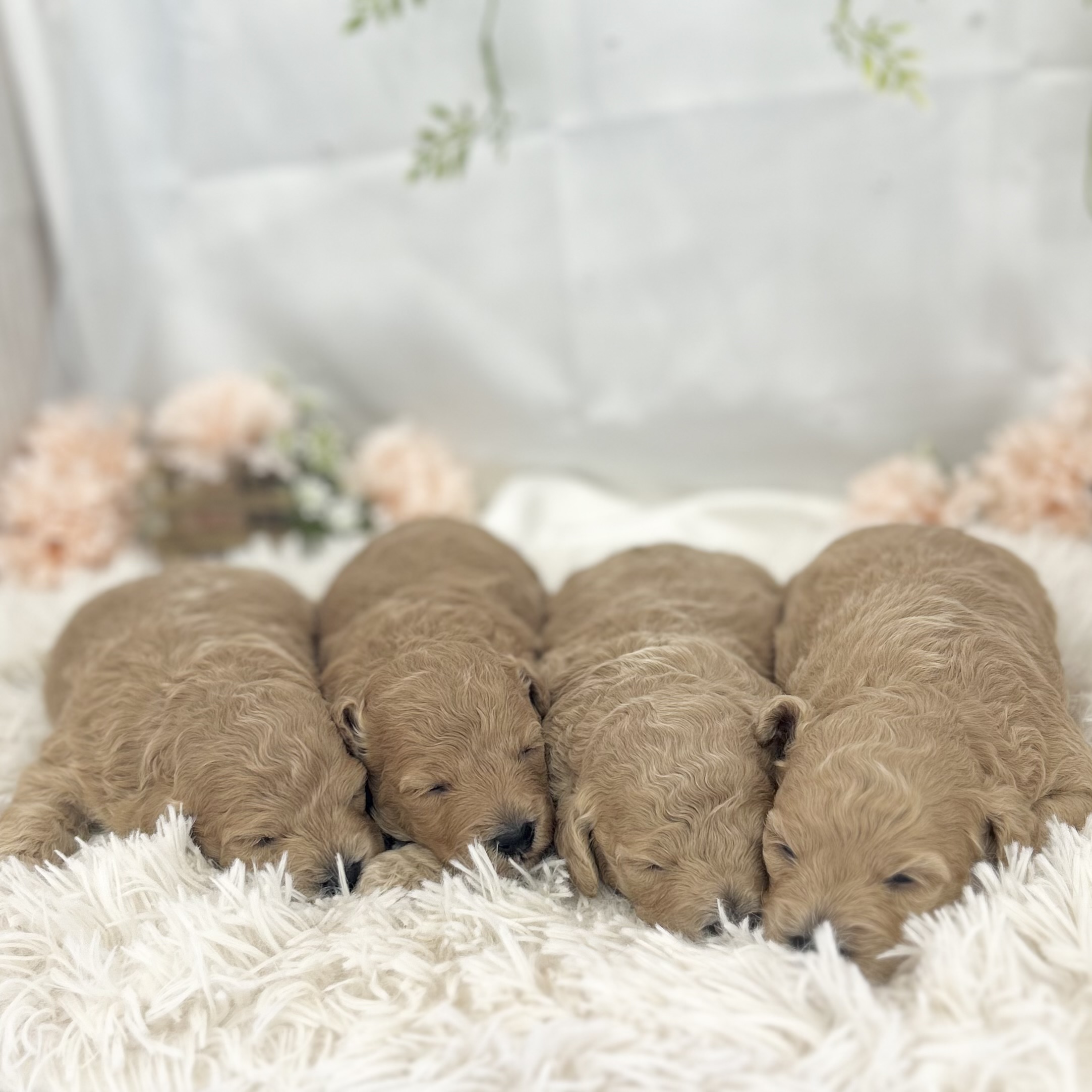 愛知県のハーフ犬・ミックス犬 (ファミリーペット 豊明店/2026年4月29日生まれ/男の子/クリーム)の子犬の2枚目の画像