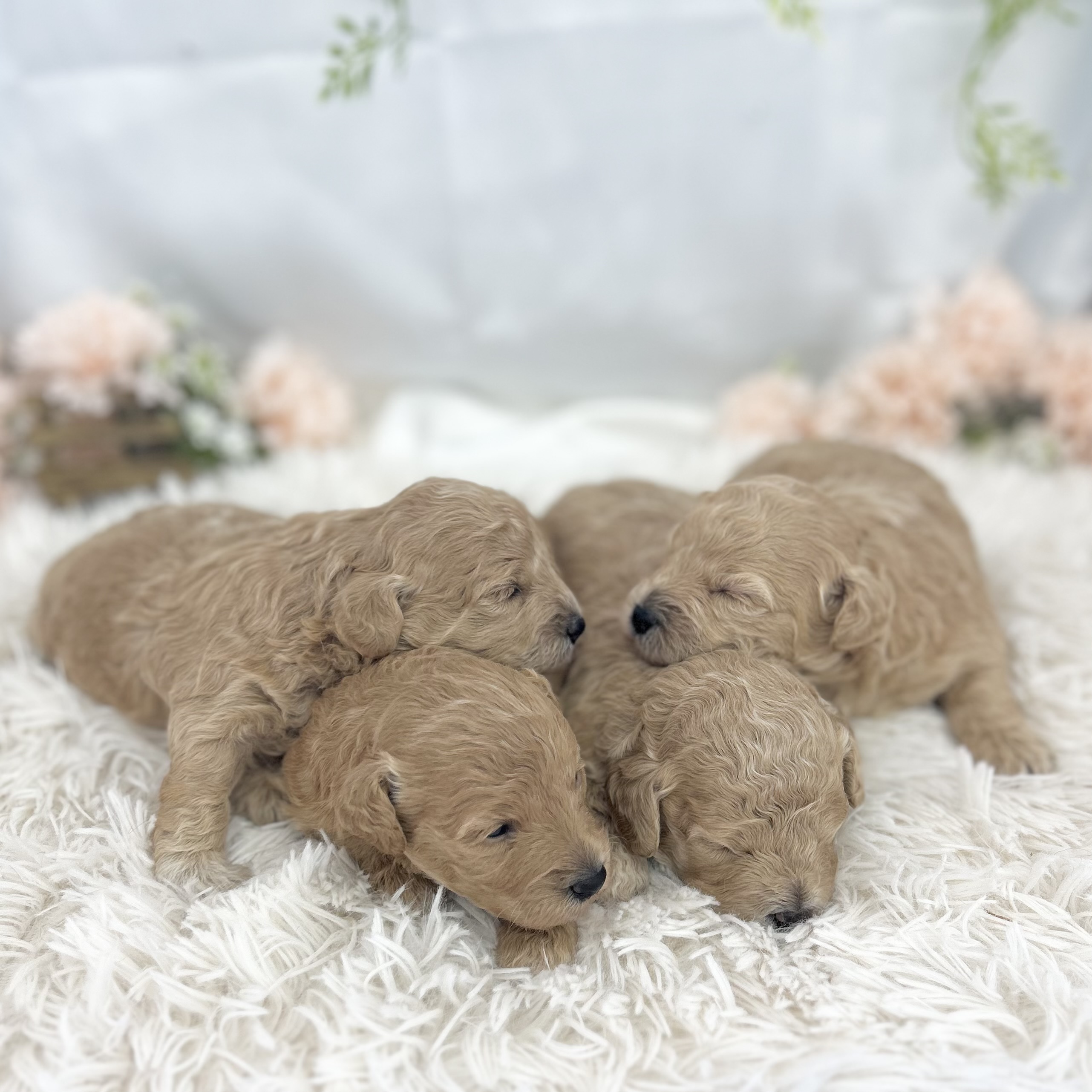 愛知県のハーフ犬・ミックス犬 (ファミリーペット 豊明店/2026年4月29日生まれ/男の子/クリーム)の子犬の3枚目の画像