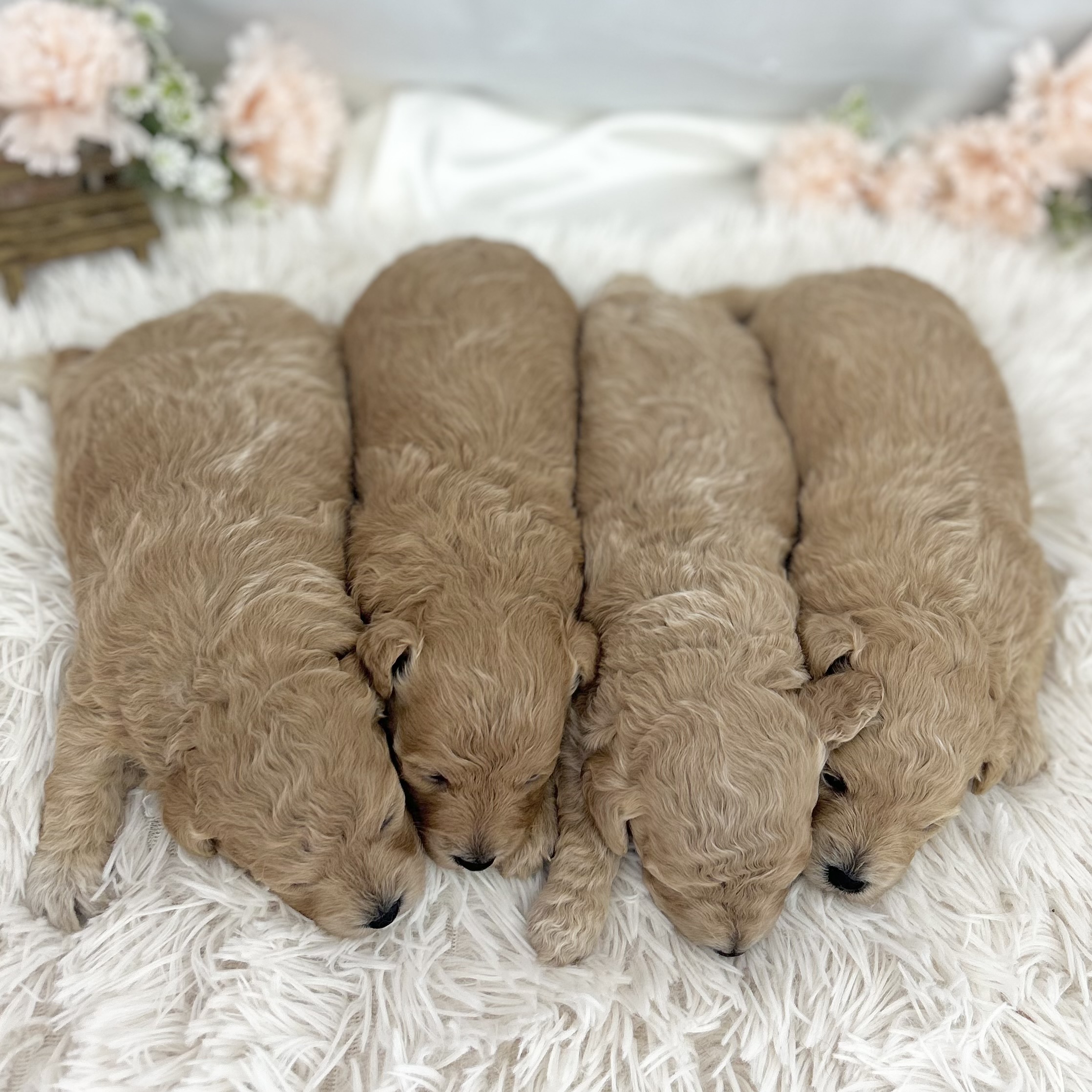 愛知県のハーフ犬・ミックス犬 (ファミリーペット 豊明店/2026年4月29日生まれ/男の子/クリーム)の子犬の4枚目の画像