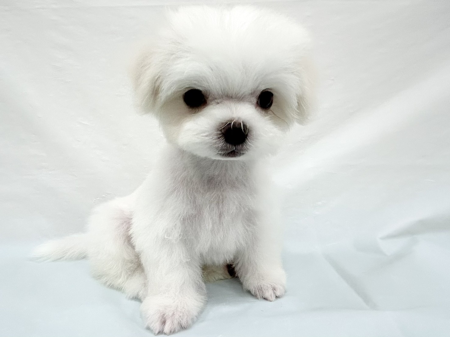 三重県のマルチーズ (アミーゴ四日市日永店/2026年3月24日生まれ/男の子/ホワイト)の子犬の2枚目の画像