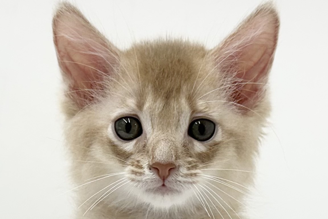 愛知県のソマリ (ファミリーペット 鳴海店/2026年3月18日生まれ/男の子/フォーン)の子猫の1枚目の画像