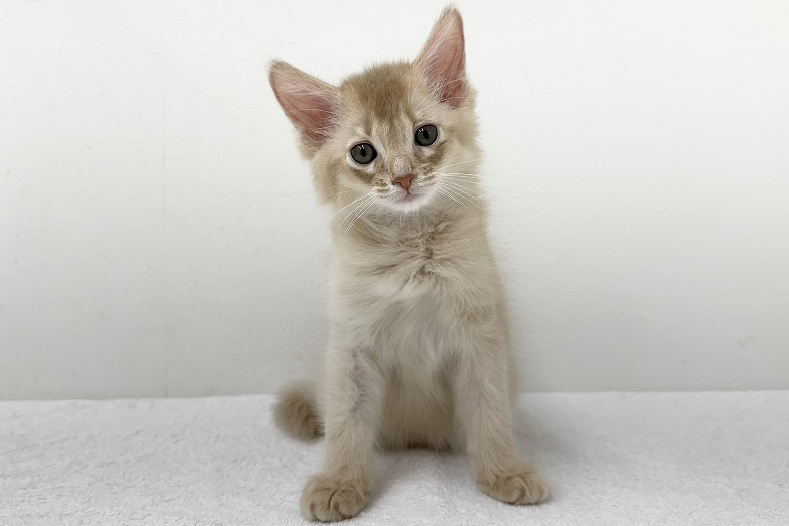 愛知県のソマリ (ファミリーペット 鳴海店/2026年3月18日生まれ/男の子/フォーン)の子猫の2枚目の画像