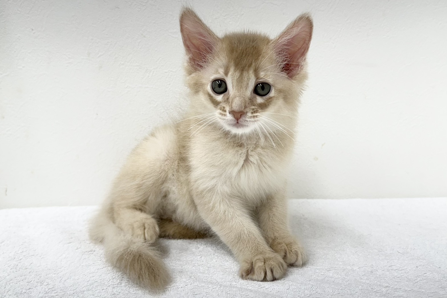 愛知県のソマリ (ファミリーペット 鳴海店/2026年3月18日生まれ/男の子/フォーン)の子猫の3枚目の画像